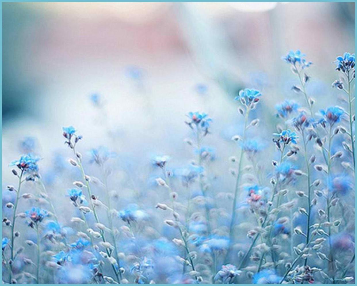 1241x993 Blue Flower Wallpaper Free Blue Flower Background Flower Wallpaper