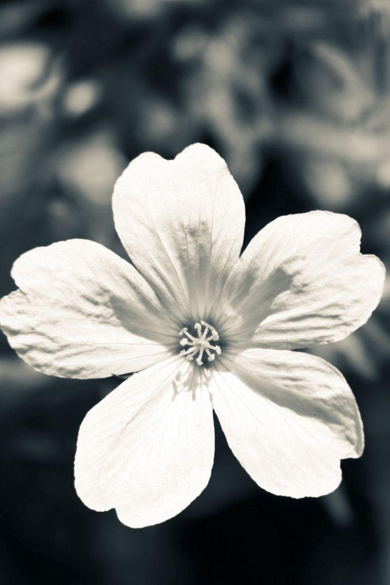 800x1200 Download Wallpaper 800x1200 Flower, White, Black, Blue Iphone 4s 4 For Parallax HD Background