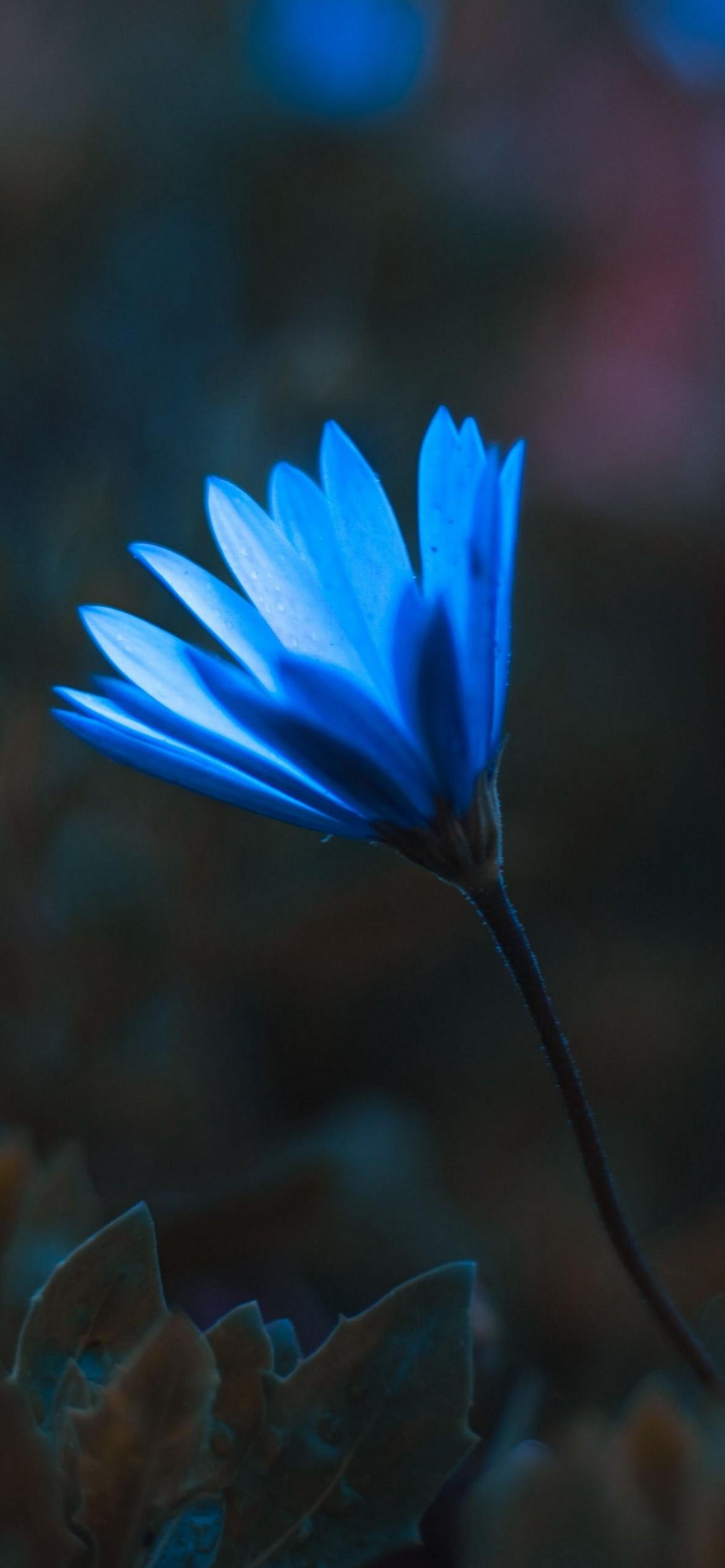 iPhone Blue Flower Wallpapers Top Free iPhone Blue Flower Backgrounds WallpaperAccess