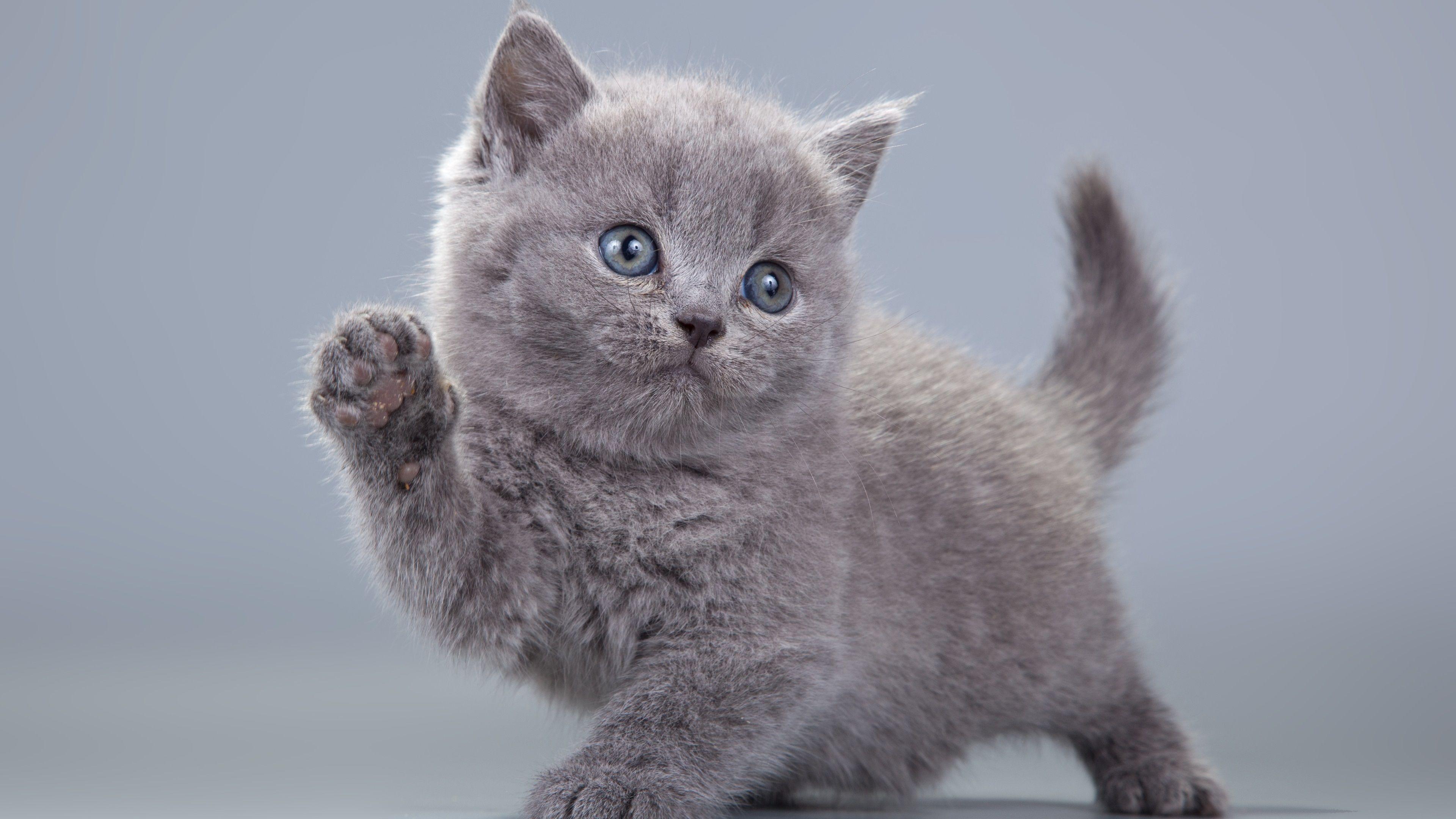 Cute Gray Cats Wallpapers - Top Free Cute Gray Cats Backgrounds