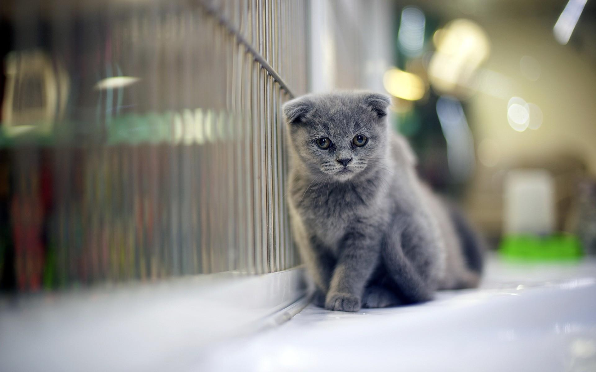 1920x1200 Grumpy Gray Kitten wallpaper. Grumpy Gray Kitten