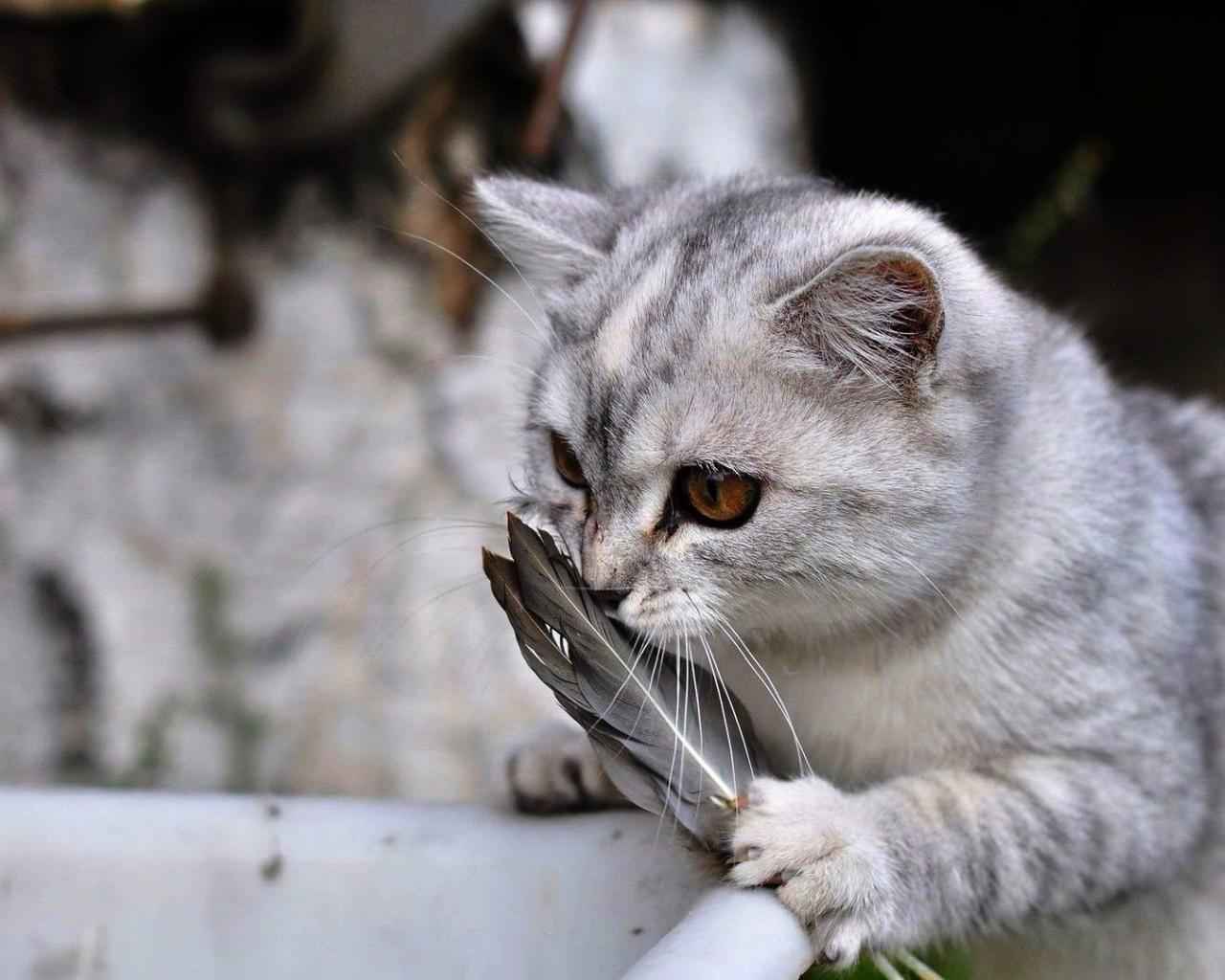 1280x1024 Free download Download Cute Gray Cat Wallpaper Full HD Wallpaper [1920x1080] for your Desktop, Mobile & Tablet. Explore Reading Cats Computer Wallpaper. Free Cat Wallpaper For Desktop, Kitten Wallpaper