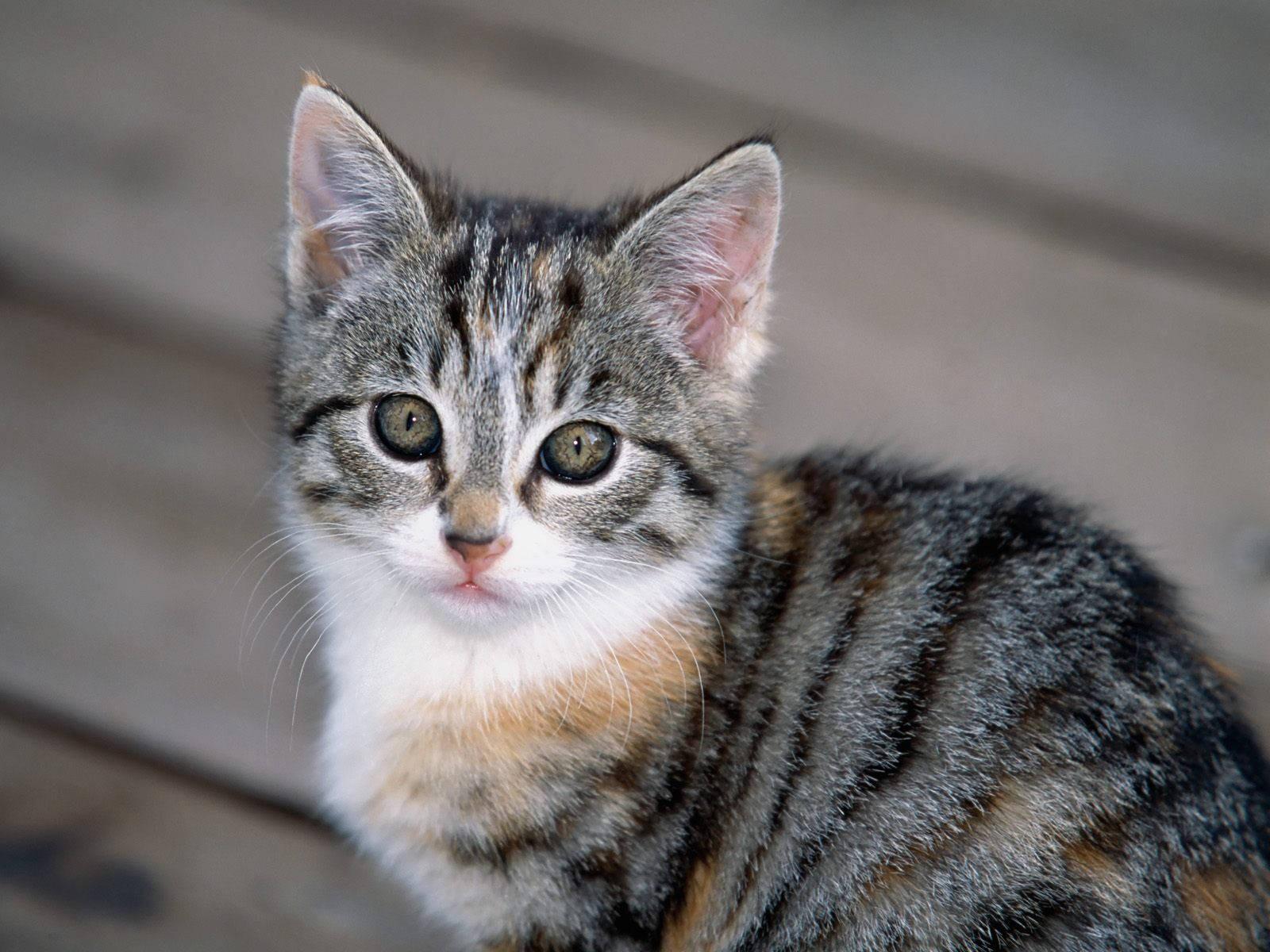 1600x1200 Cute Gray and White Kitten wallpaper. Cute Gray and White Kitten