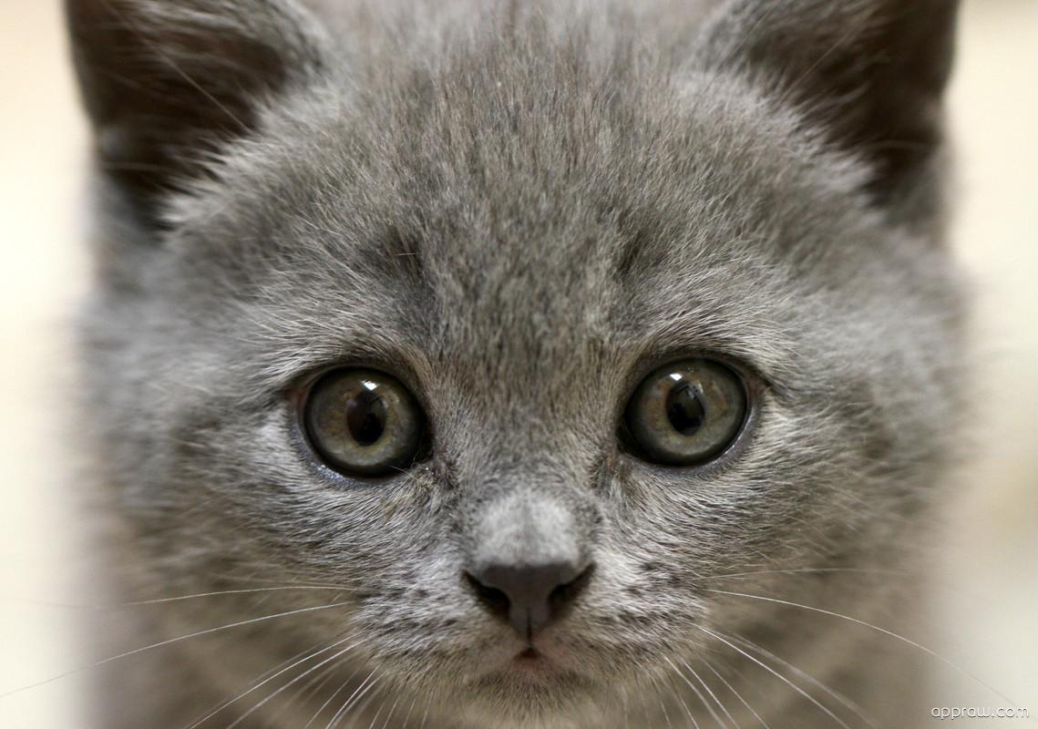 Cute Gray Cats Wallpapers Top Free Cute Gray Cats Backgrounds