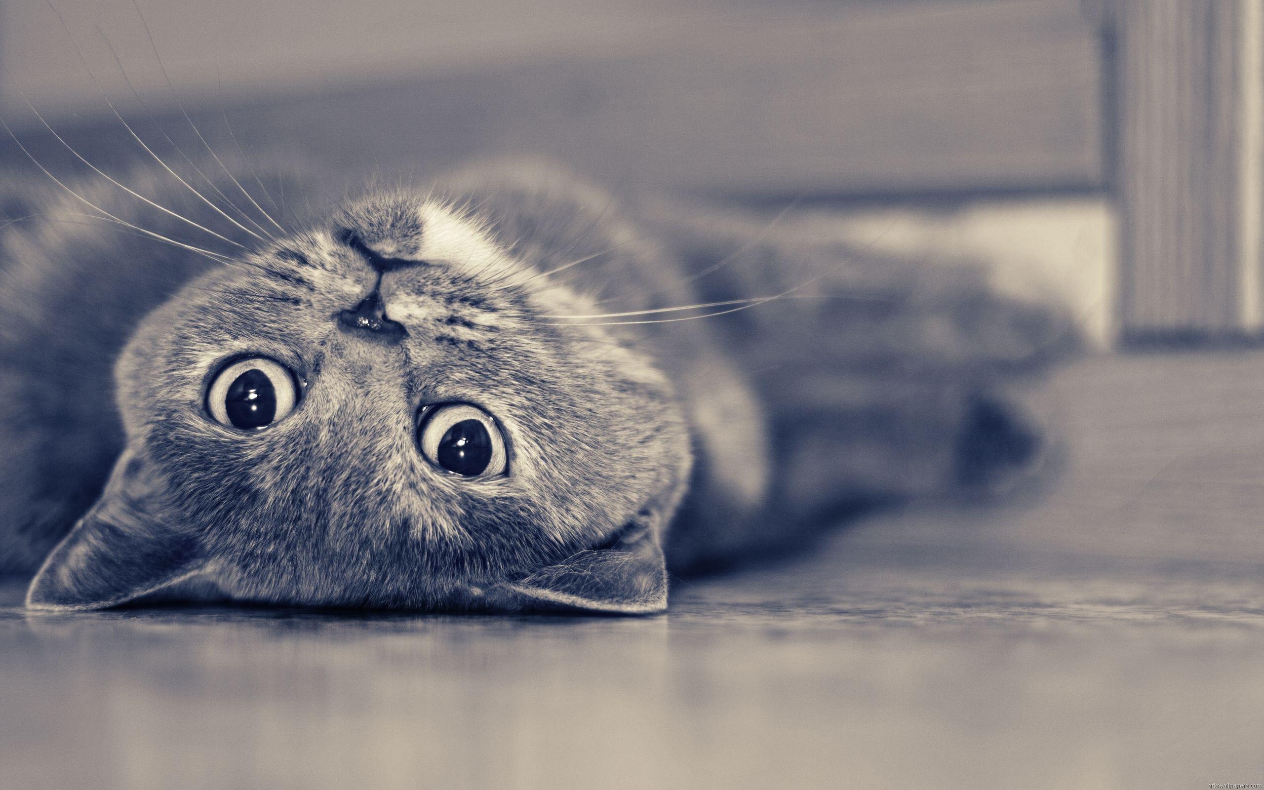 Cute Gray Cats Wallpapers Top Free Cute Gray Cats Backgrounds