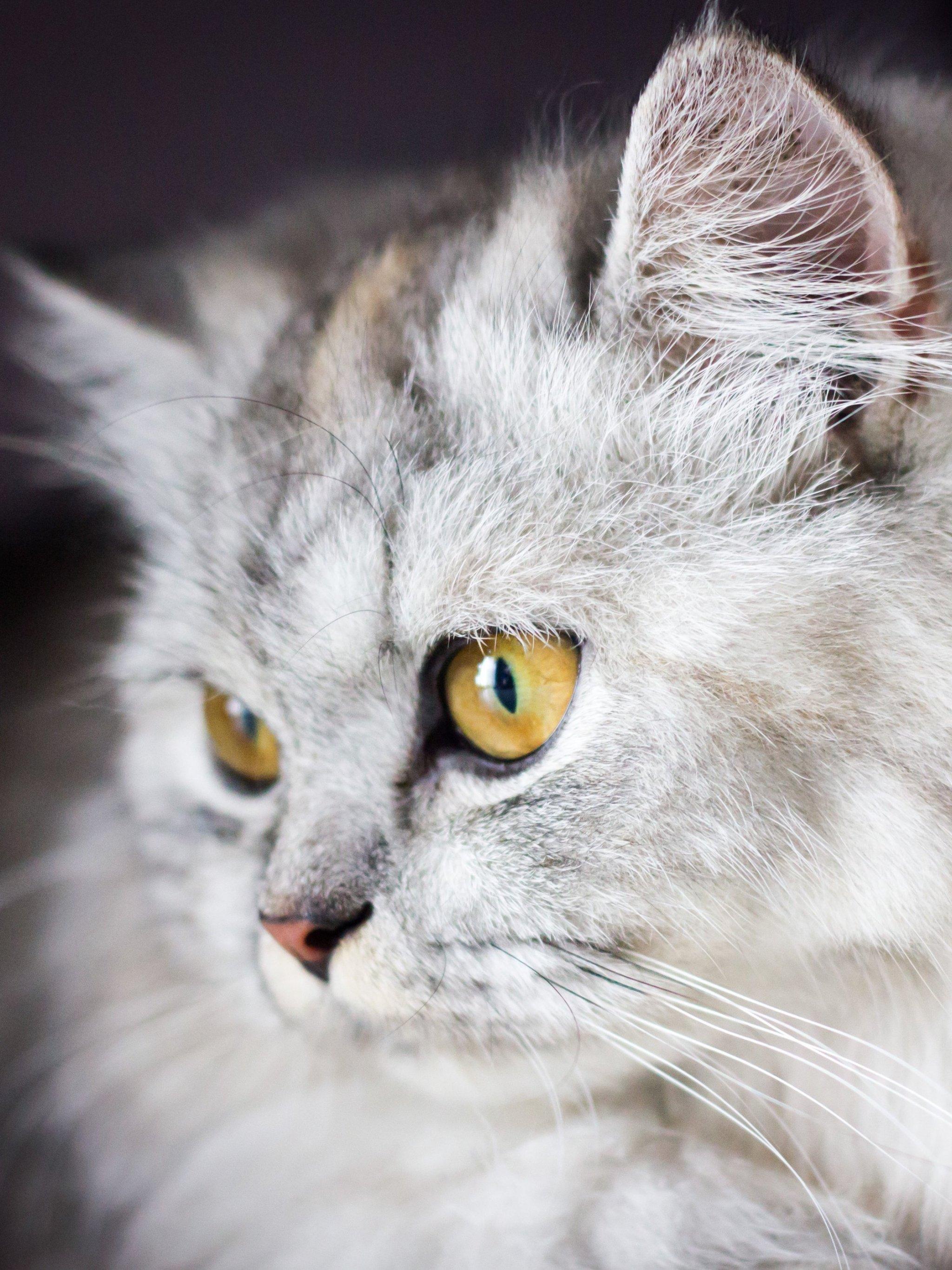 Cute Gray Cats Wallpapers Top Free Cute Gray Cats Backgrounds