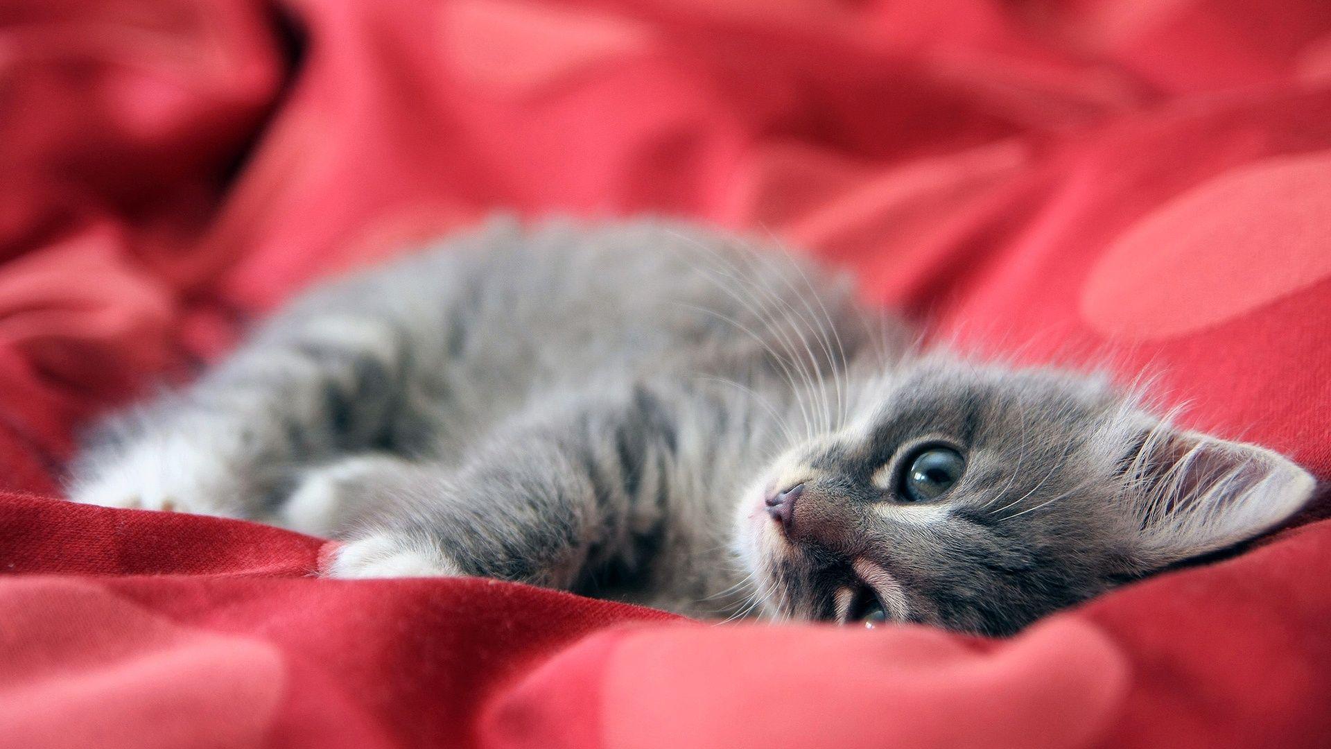 1920x1080 Cat Wallpaper 1920x1080