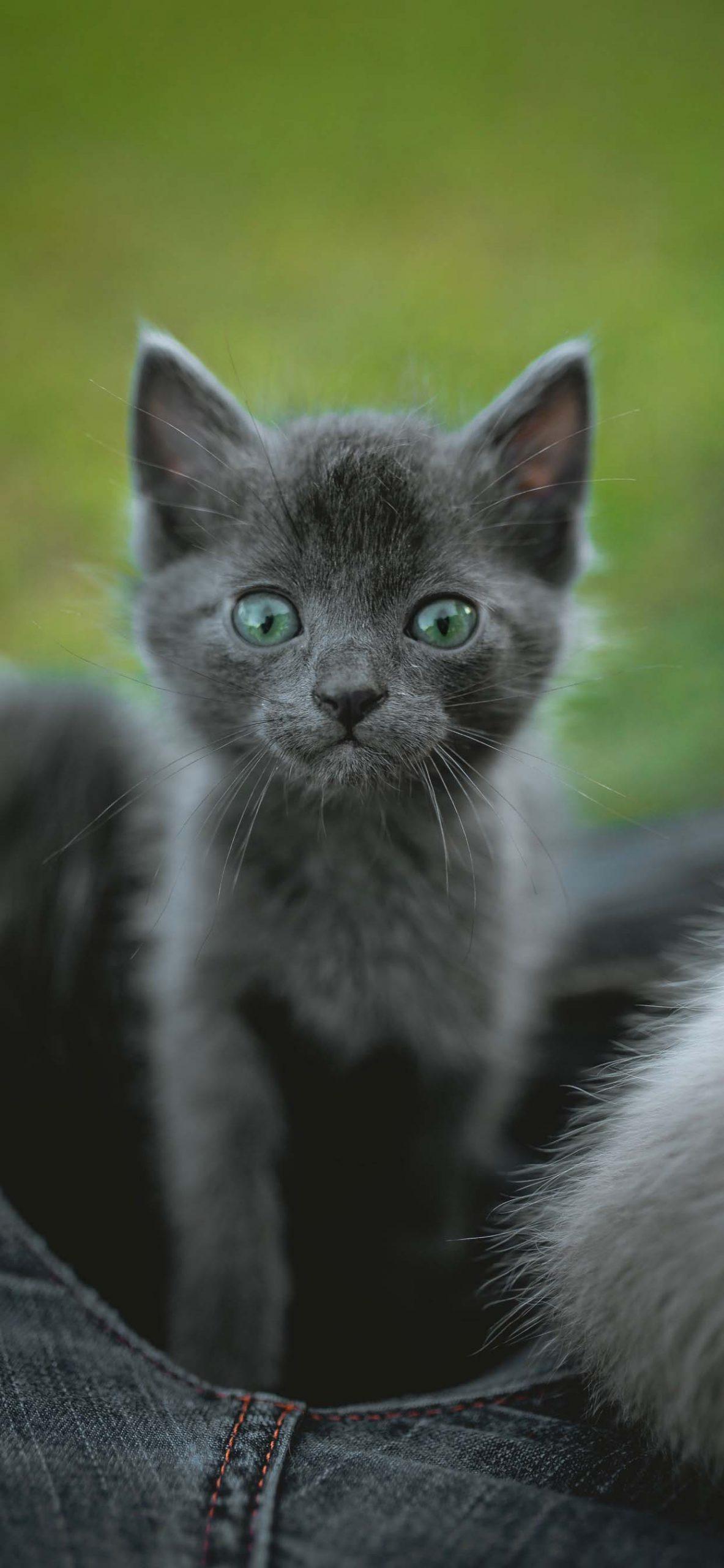 Cute Gray Cats Wallpapers Top Free Cute Gray Cats Backgrounds