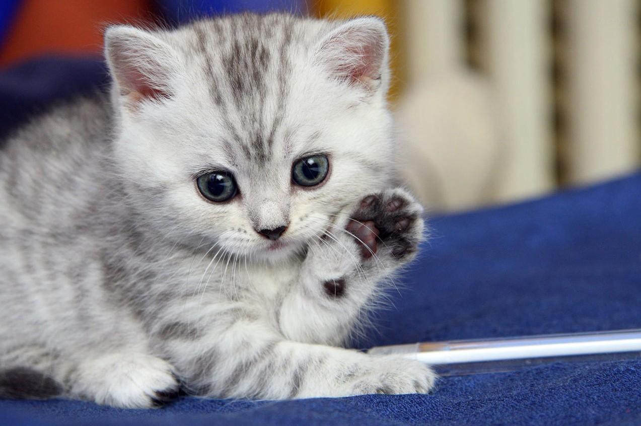1273x846 Hd Cat Wallpaper, Pussycat Image, Wallpaper Of Cats