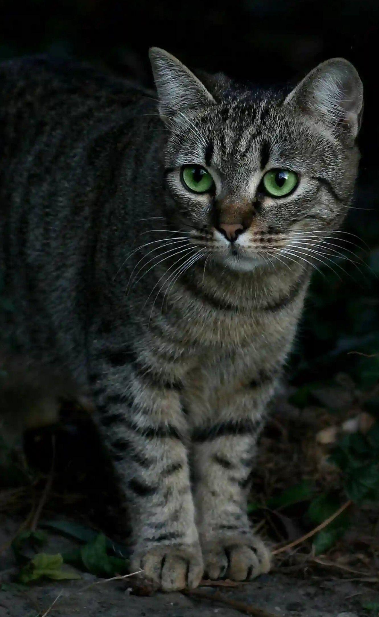 1331x2166 Tabby Cats Wallpaper