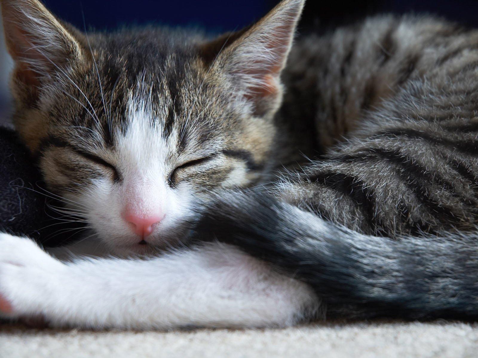 1600x1200 Cat Wallpaper and Background Imagex1200
