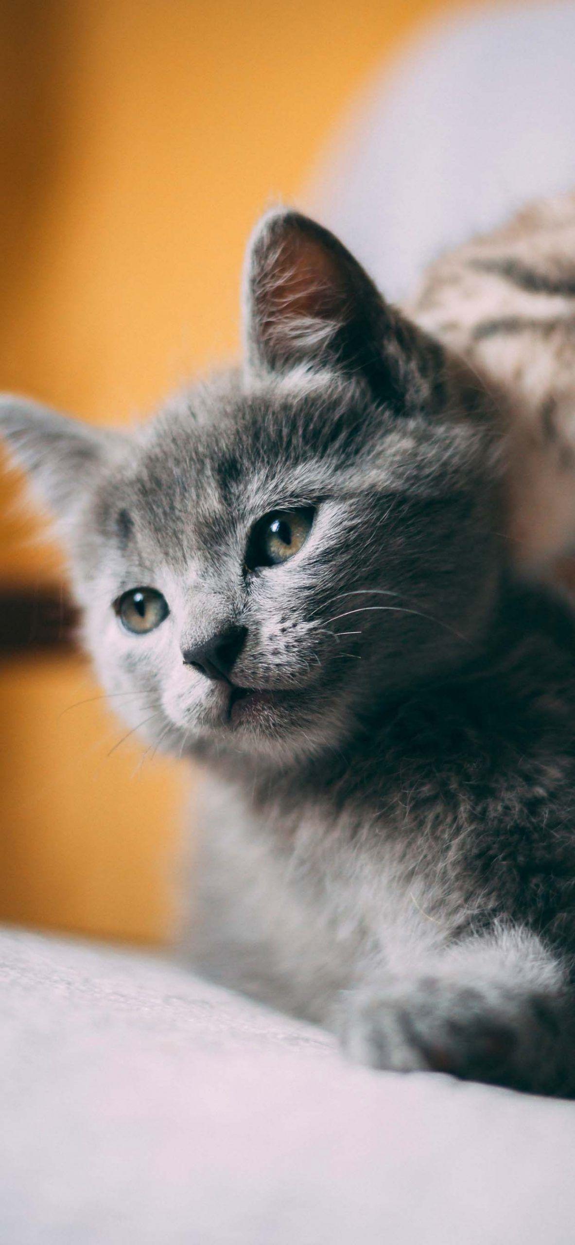 Cute Gray Cats Wallpapers Top Free Cute Gray Cats Backgrounds