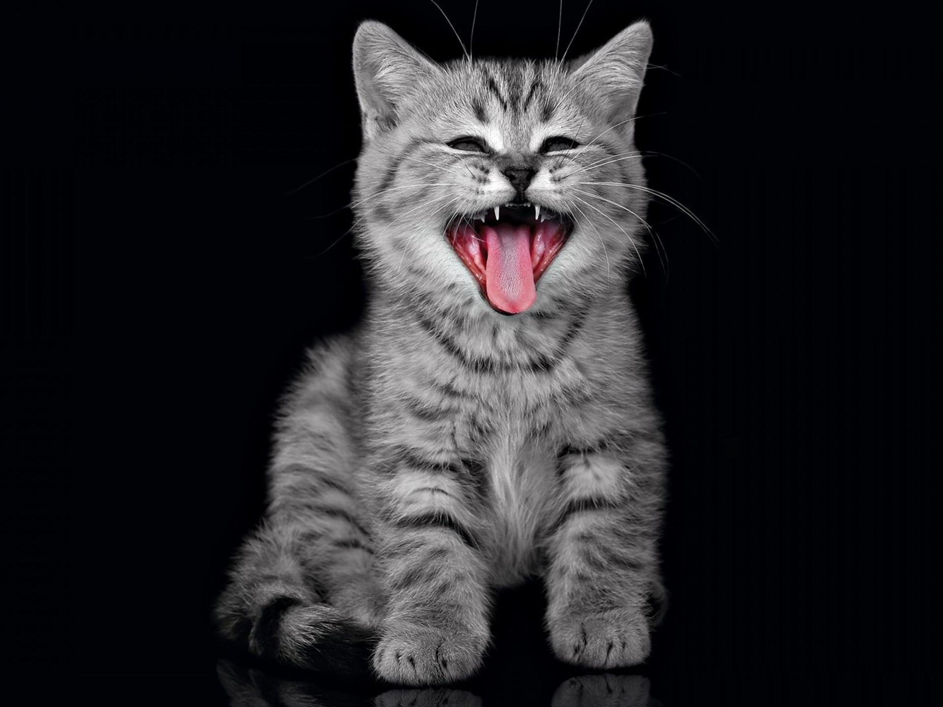 Cute Gray Cats Wallpapers Top Free Cute Gray Cats Backgrounds