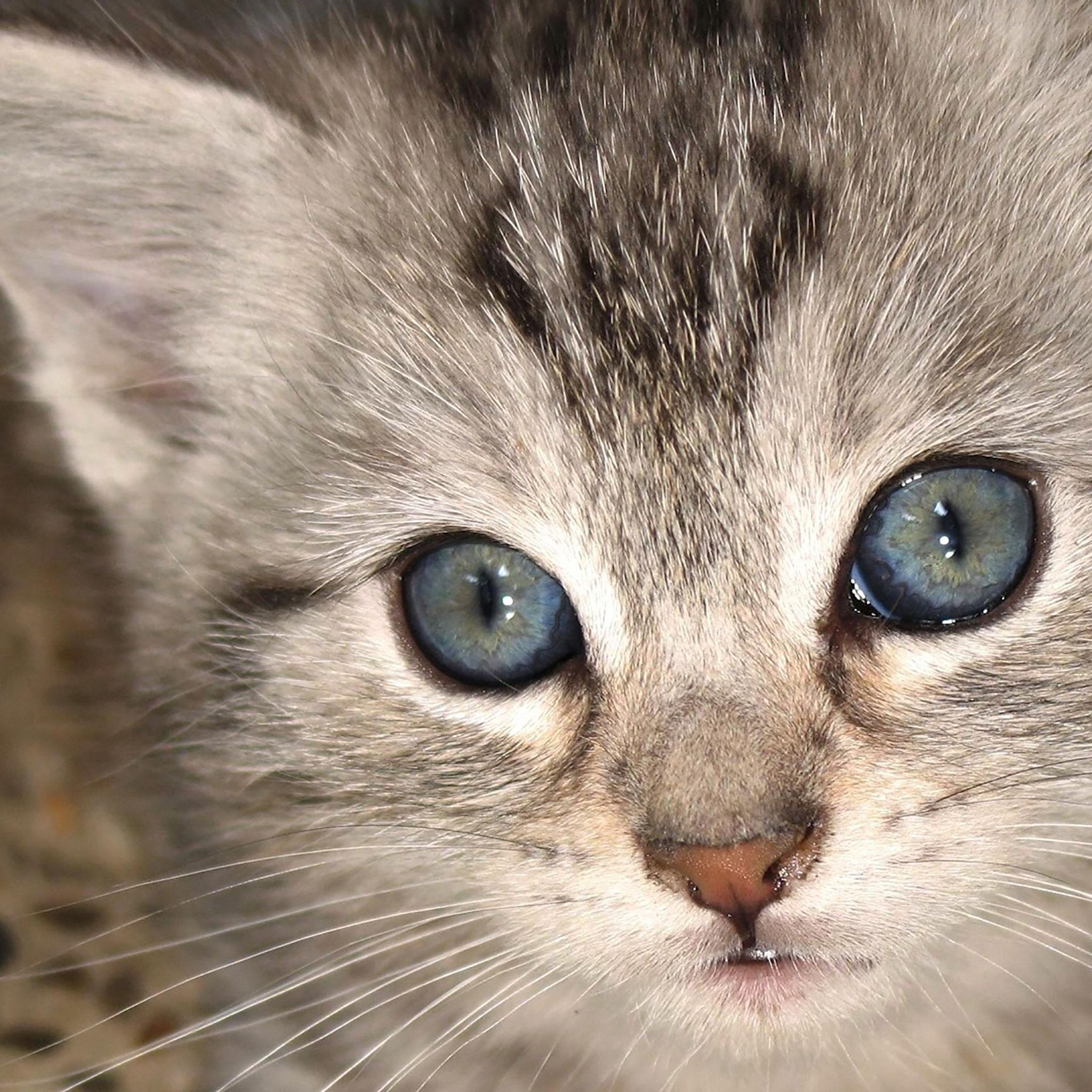 Cute Gray Cats Wallpapers Top Free Cute Gray Cats Backgrounds