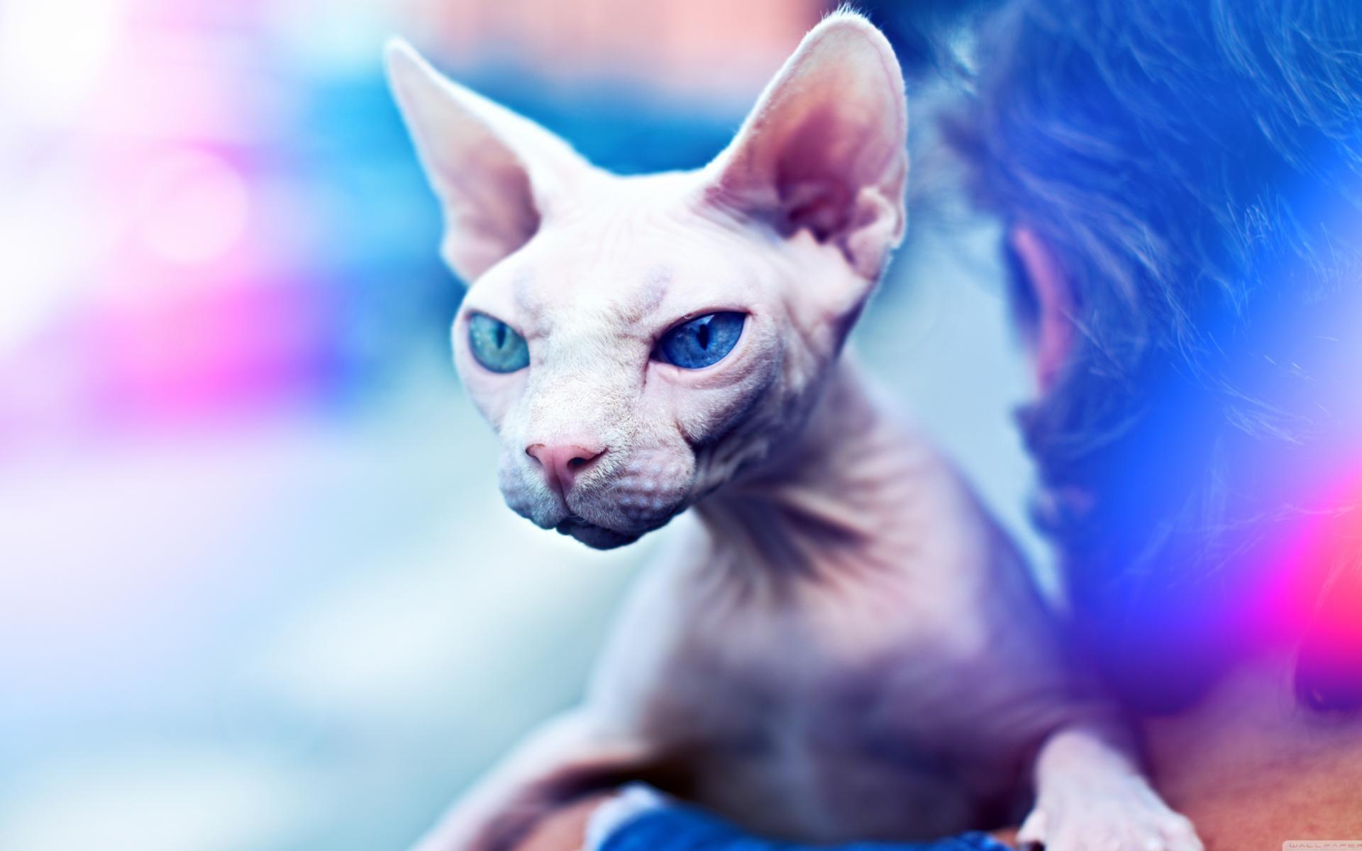 1920x1200 Fortnite Sphynx Wallpaper