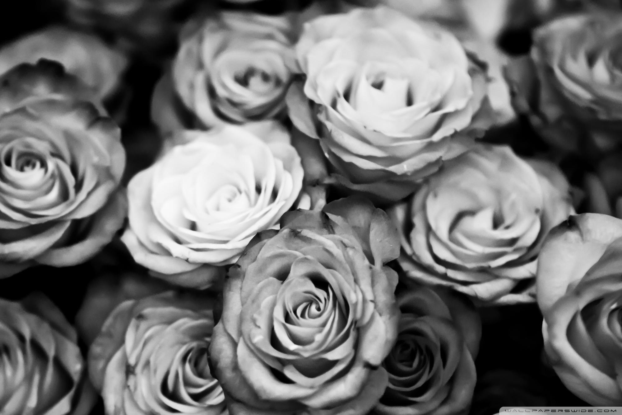 2000x1333 black and white iphone wallpaper