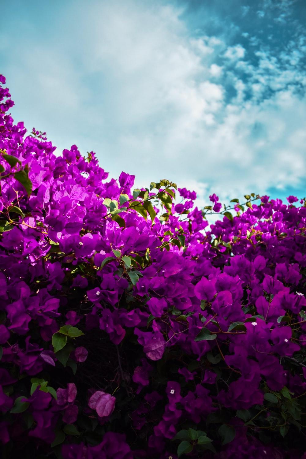 1000x1500 Purple Flower Picture. Download Free Image
