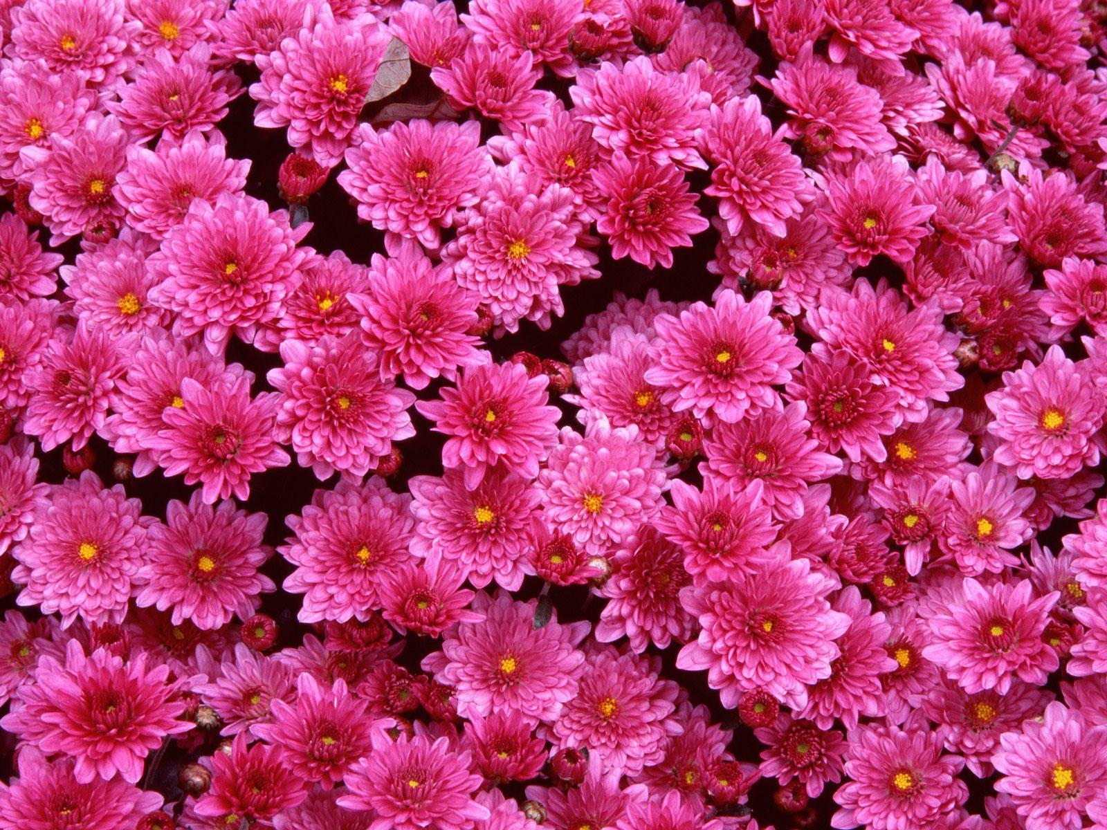 1600x1200 magenta flower wallpaper