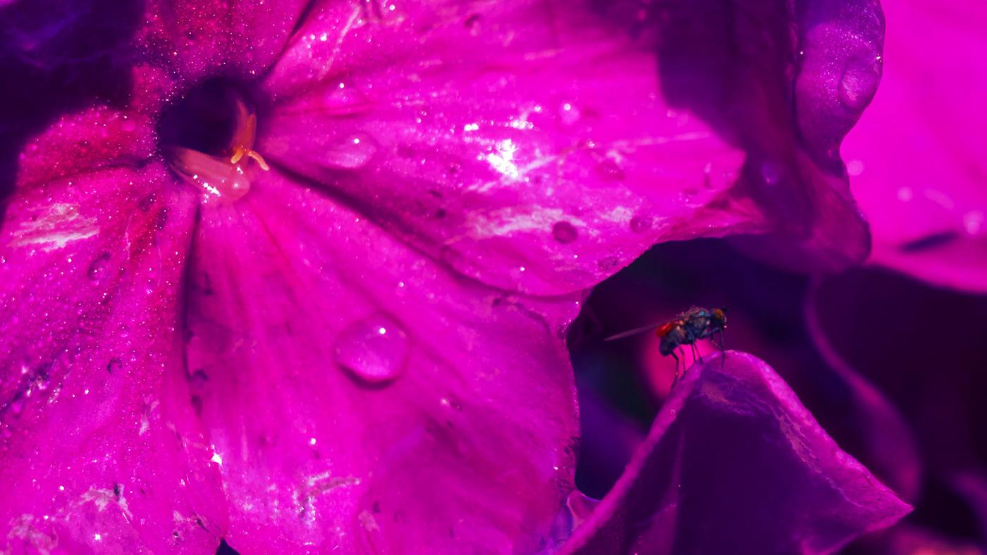 Magenta Flower Wallpapers Top Free Magenta Flower Backgrounds WallpaperAccess