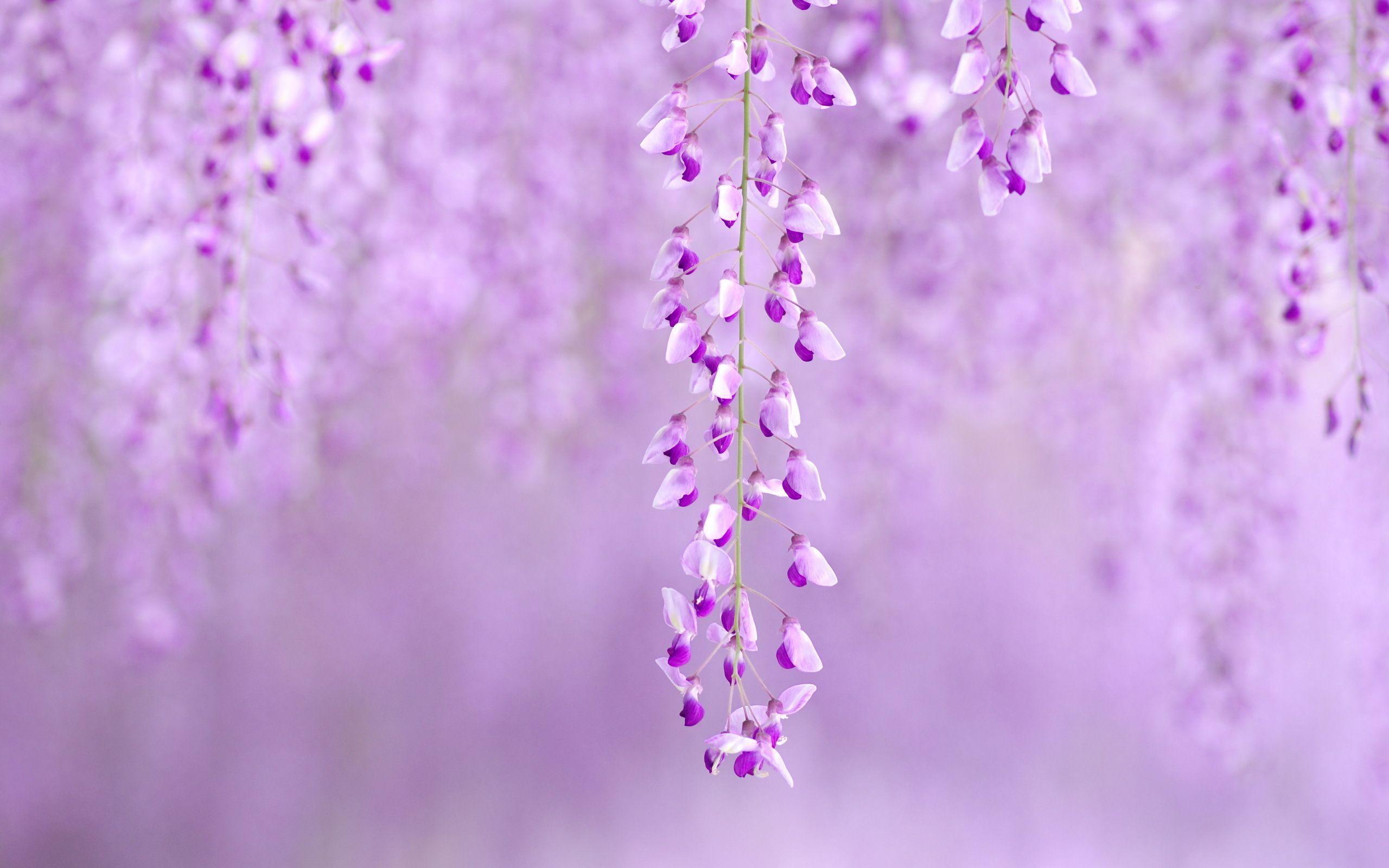 2560x1600 Wisteria Wallpaper