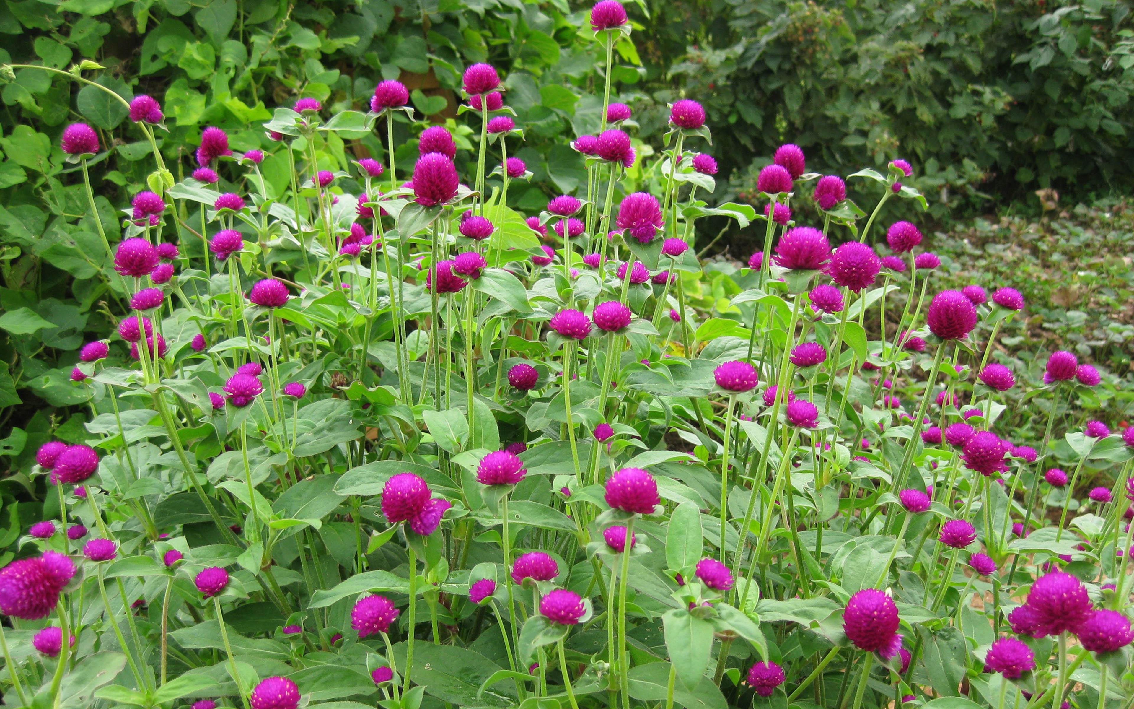 3840x2400 Gomphrena Magenta Flowers Shaped On Ping Pong May Be Magenta Purple Red Orange White Pink Color Resistant In The Sun Wallpaper HD 3840x2400 :