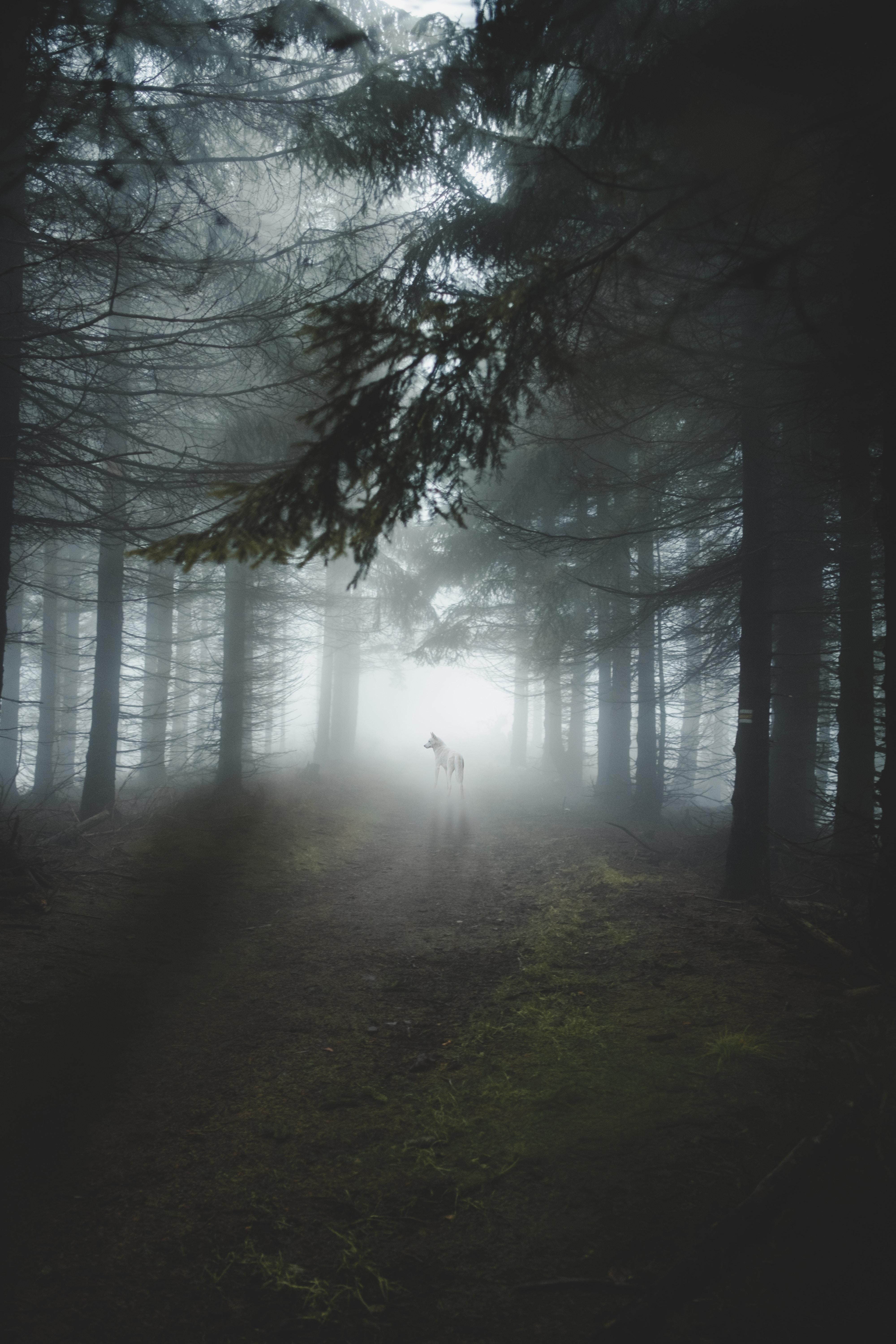 4000x6000 Download 4000x6000 White Wolf, Majestic, Forest, Trees, Foggy, Light At The End Wallpaper