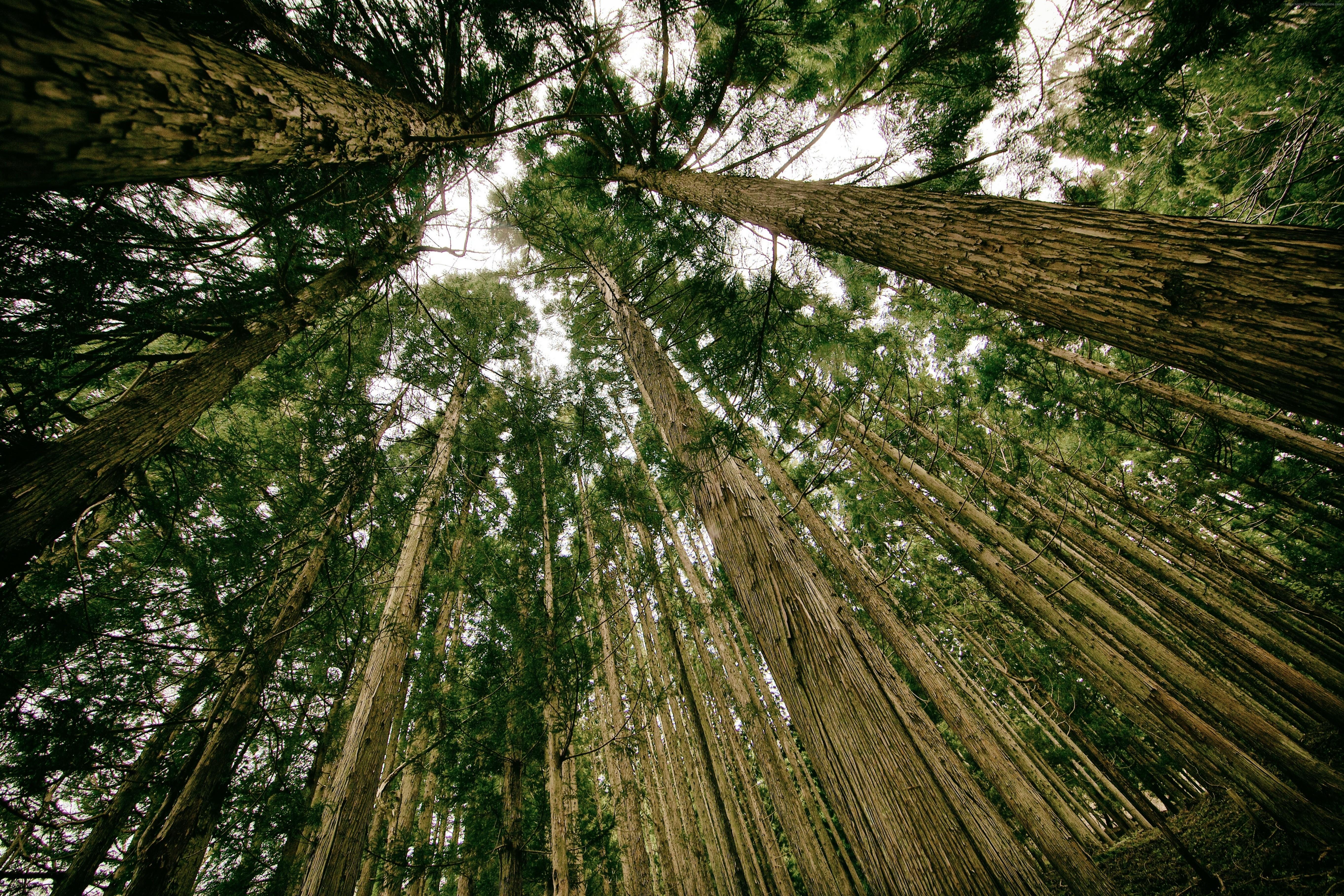 5448x3632 Majestic Redwood Trees in Forest 4k Ultra HD Wallpaper
