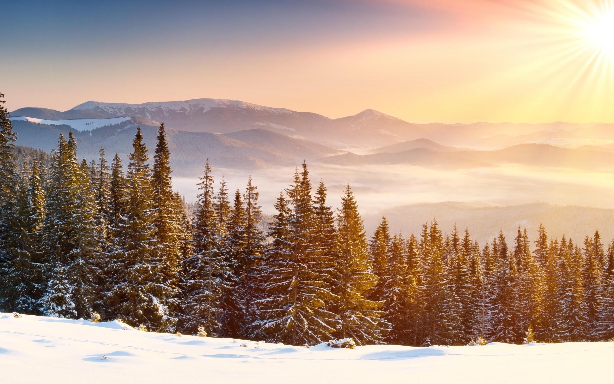 2560x1600 Snow Forest