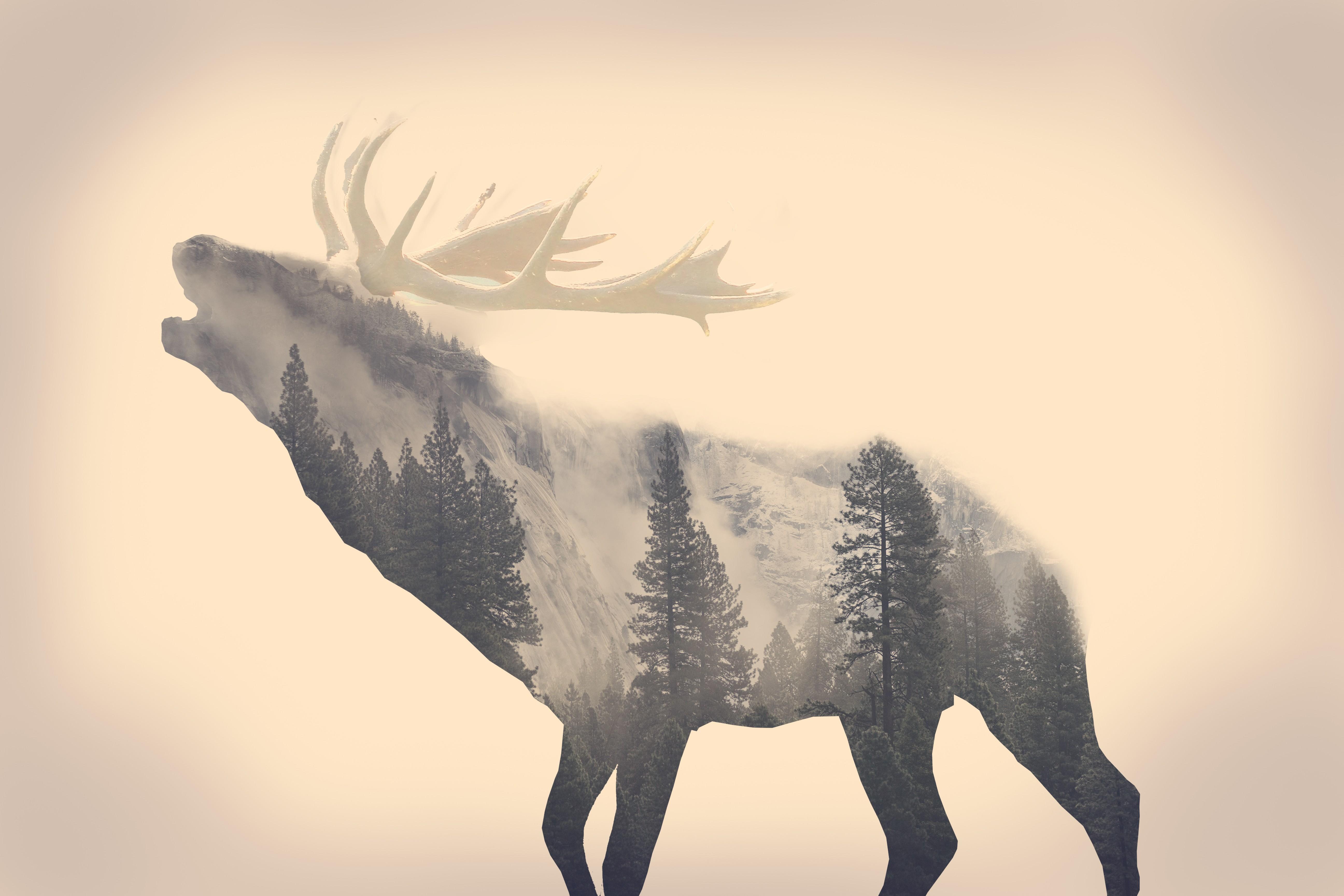 5186x3458 stags animals long exposure forest majestic casual channel minimalism elk wallpaper. Mocah HD Wallpaper