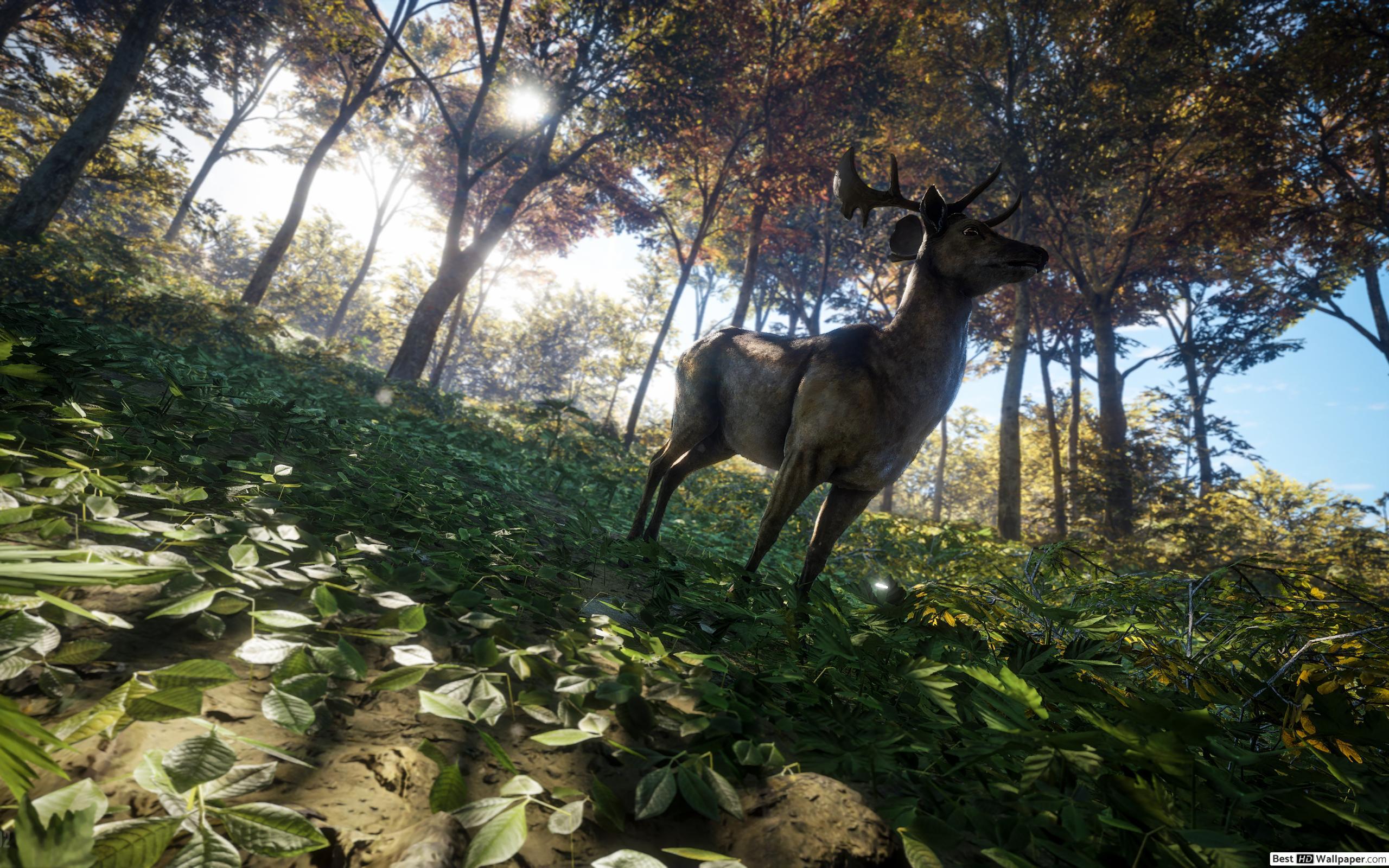 2560x1600 Majestic deer HD wallpaper download