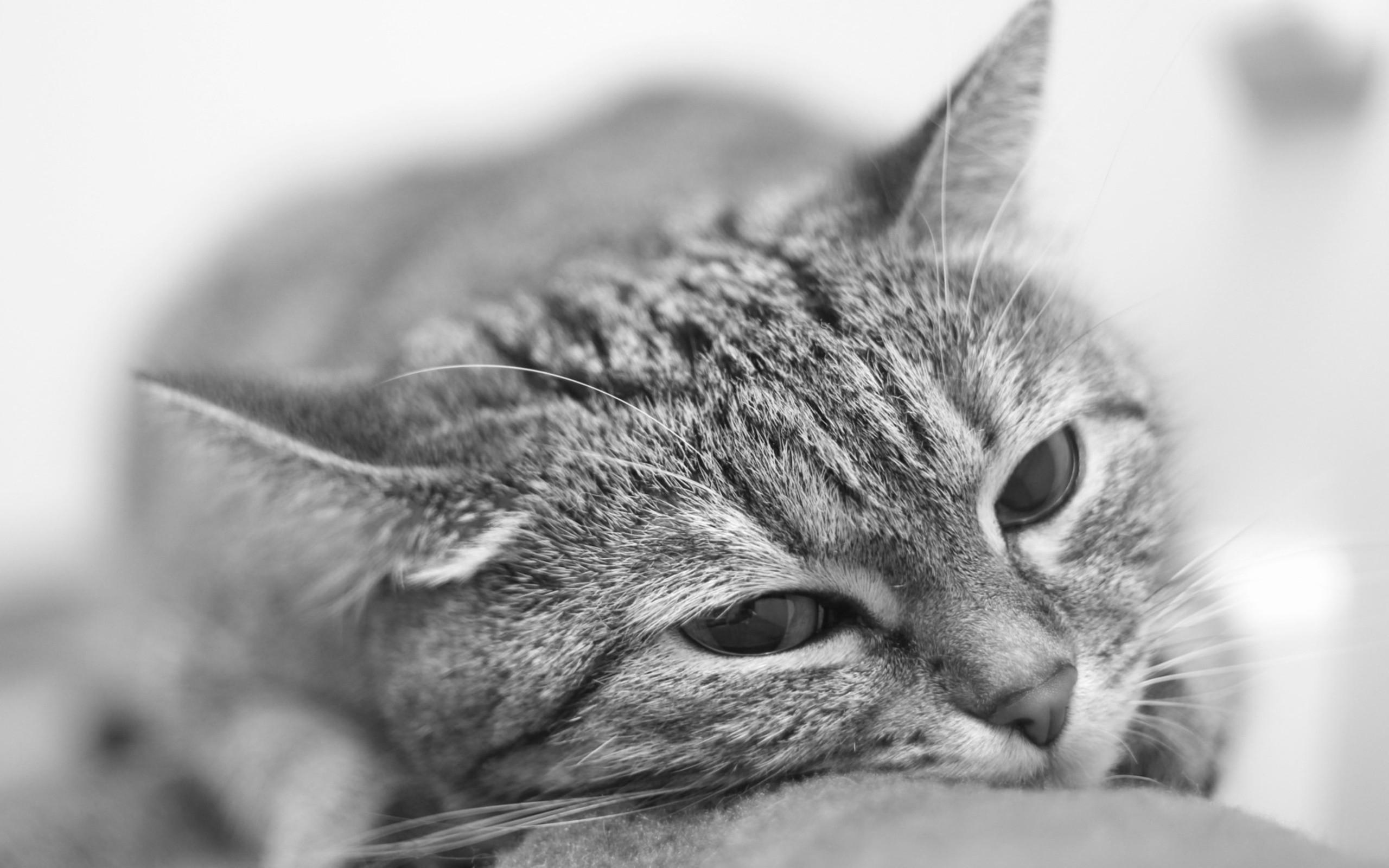 2560x1600 black and white cats animals 2560x1600 wallpaper High Quality Wallpaper, High Definition Wallpaper