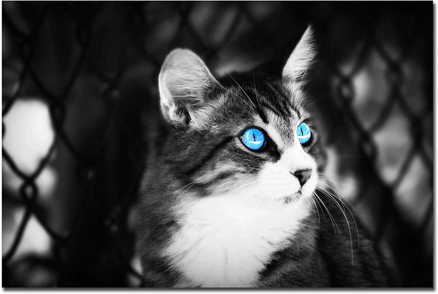 1500x1009 Poster picture Cute Animals HD cat with blue eyes Posters Black and White Wall Art Picture Modern Living Room Decoration 19.7x27.6Inch Frameless: Posters & Prints