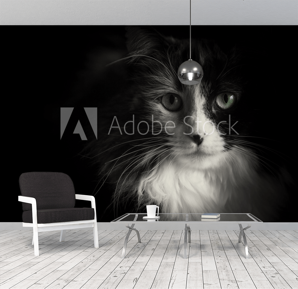 1000x971 Black and White cat with green eyes from Wallmural