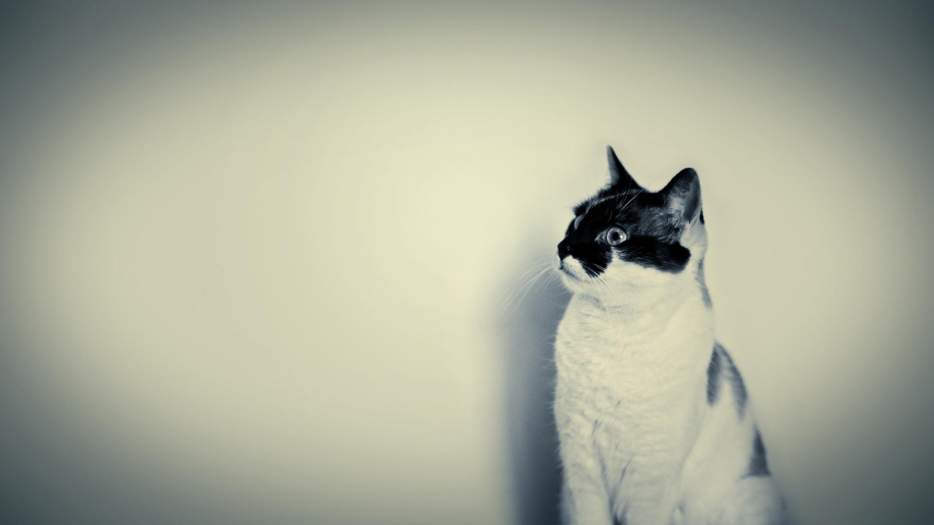 1920x1080 Cute Black and White Cat desktop PC and Mac wallpaper