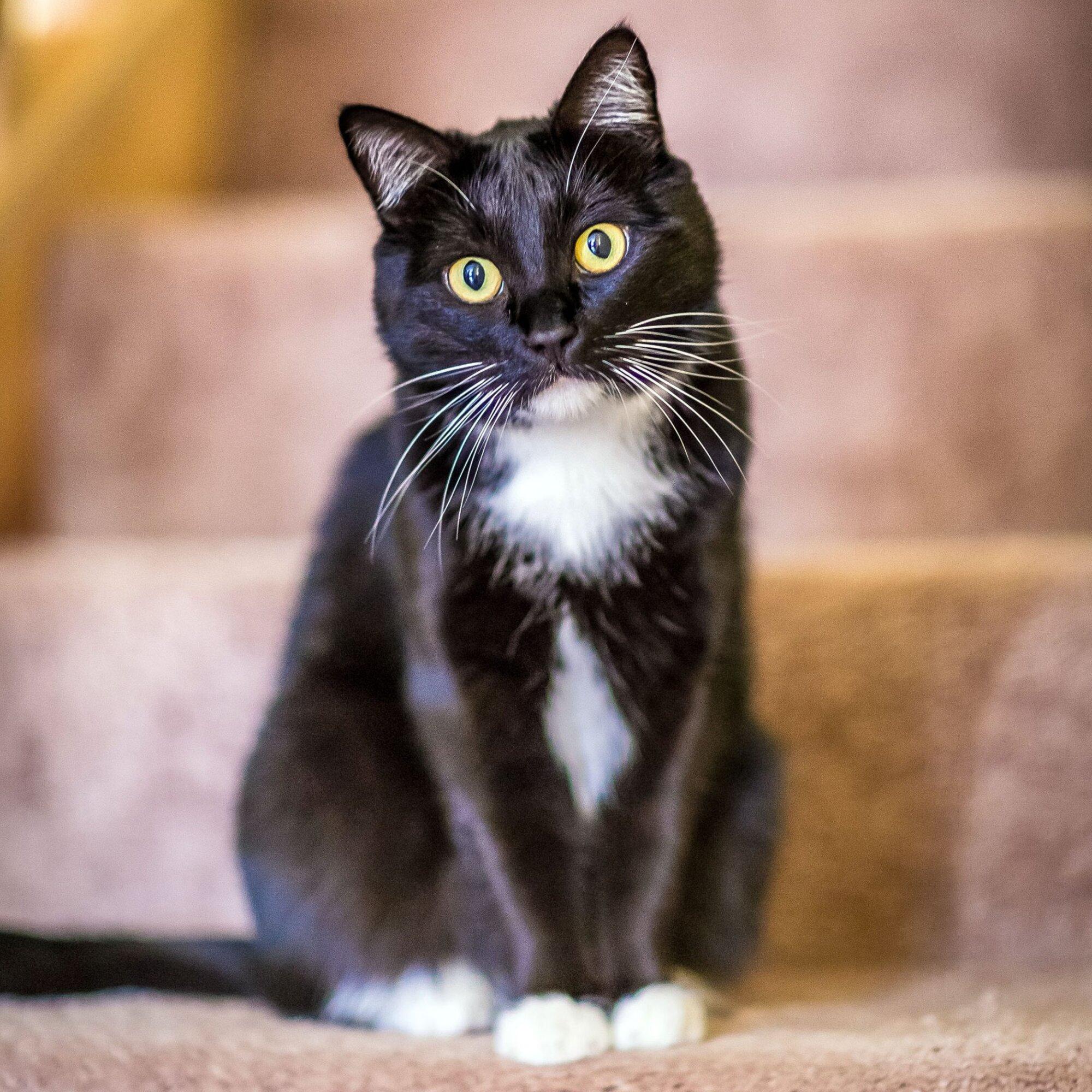 2000x2000 Black And White Cat Names: 145 Creative Name Ideas