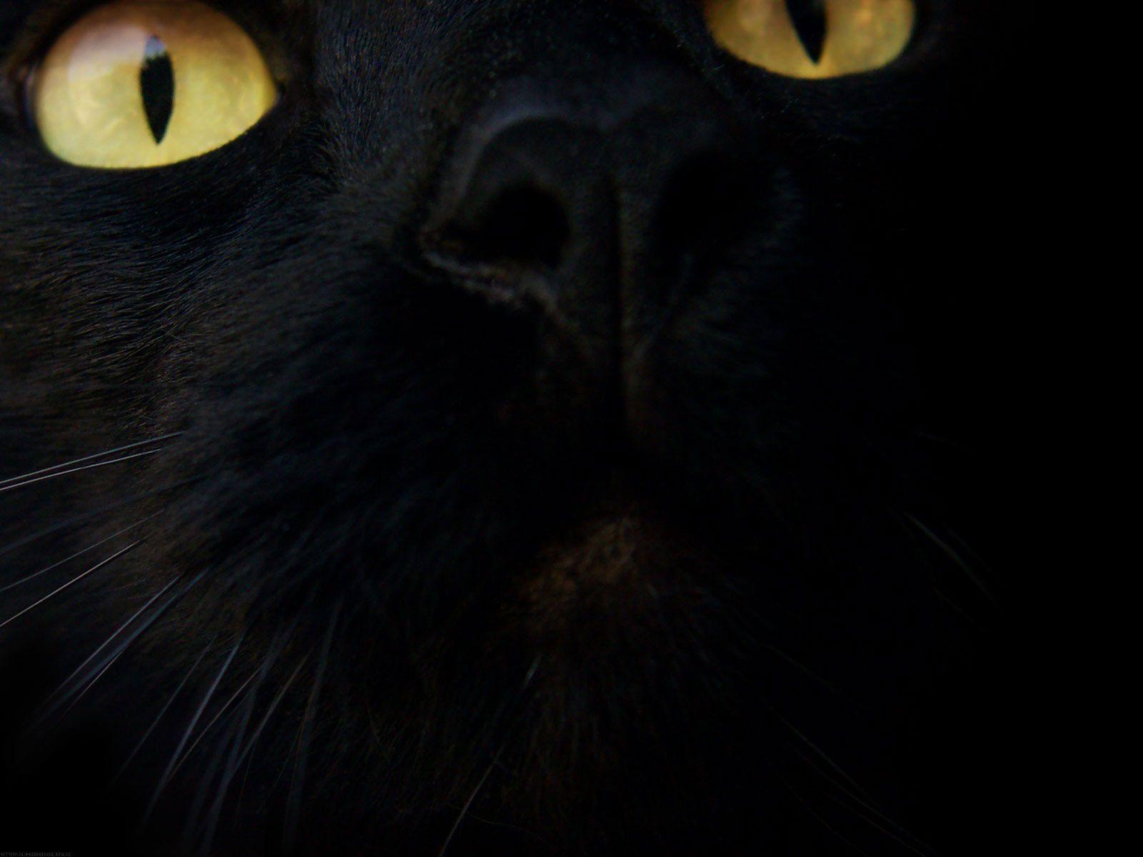 1600x1200 Black Cat Desktop Wallpaper