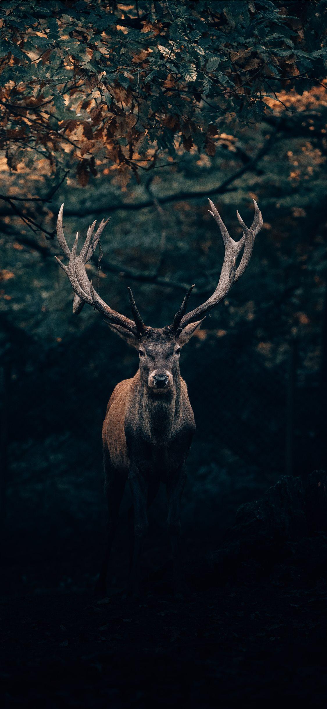 1125x2436 Best Majestic iPhone 11 HD Wallpaper