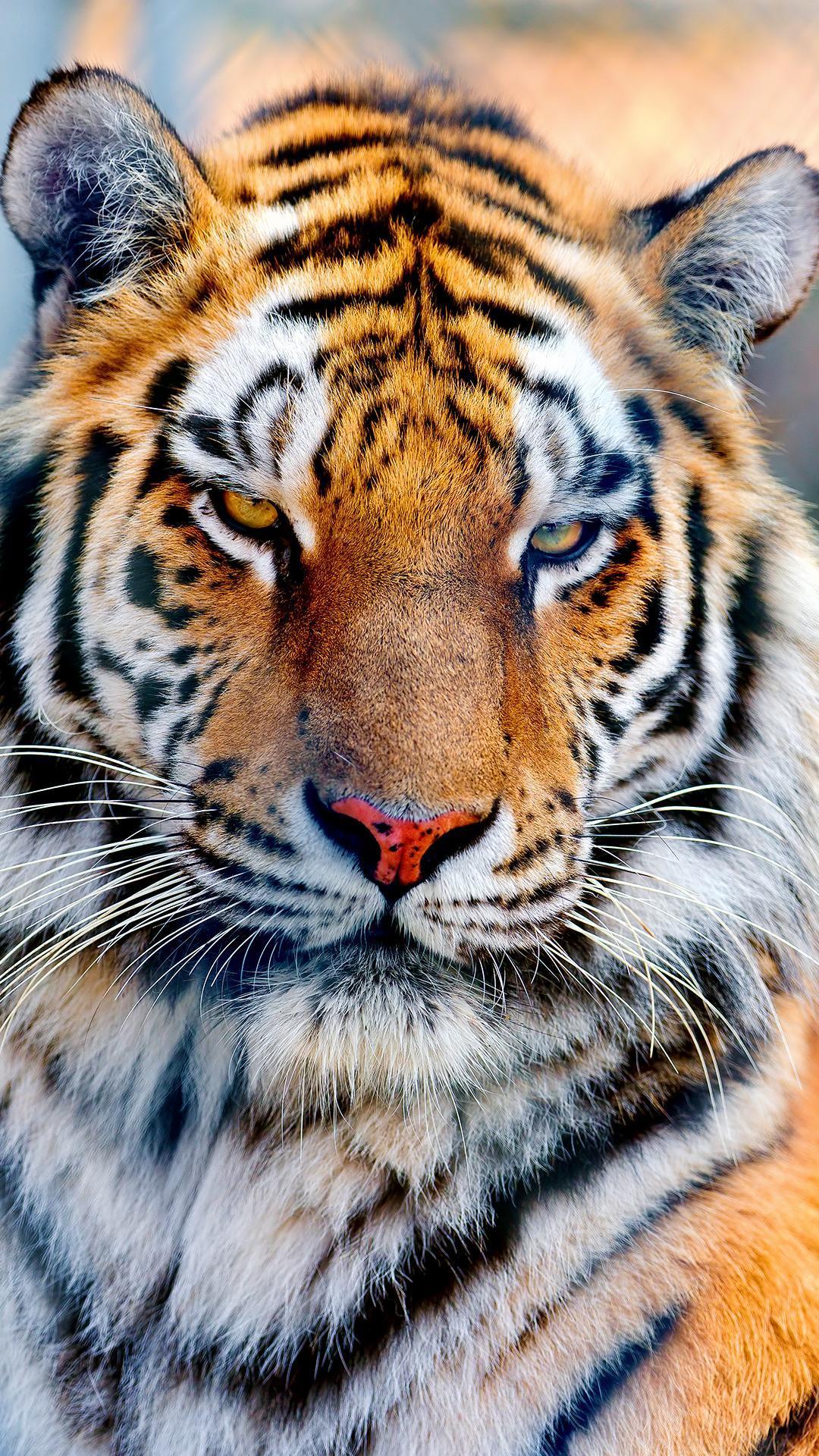 1080x1920 Tiger iPhone HD Wallpaper