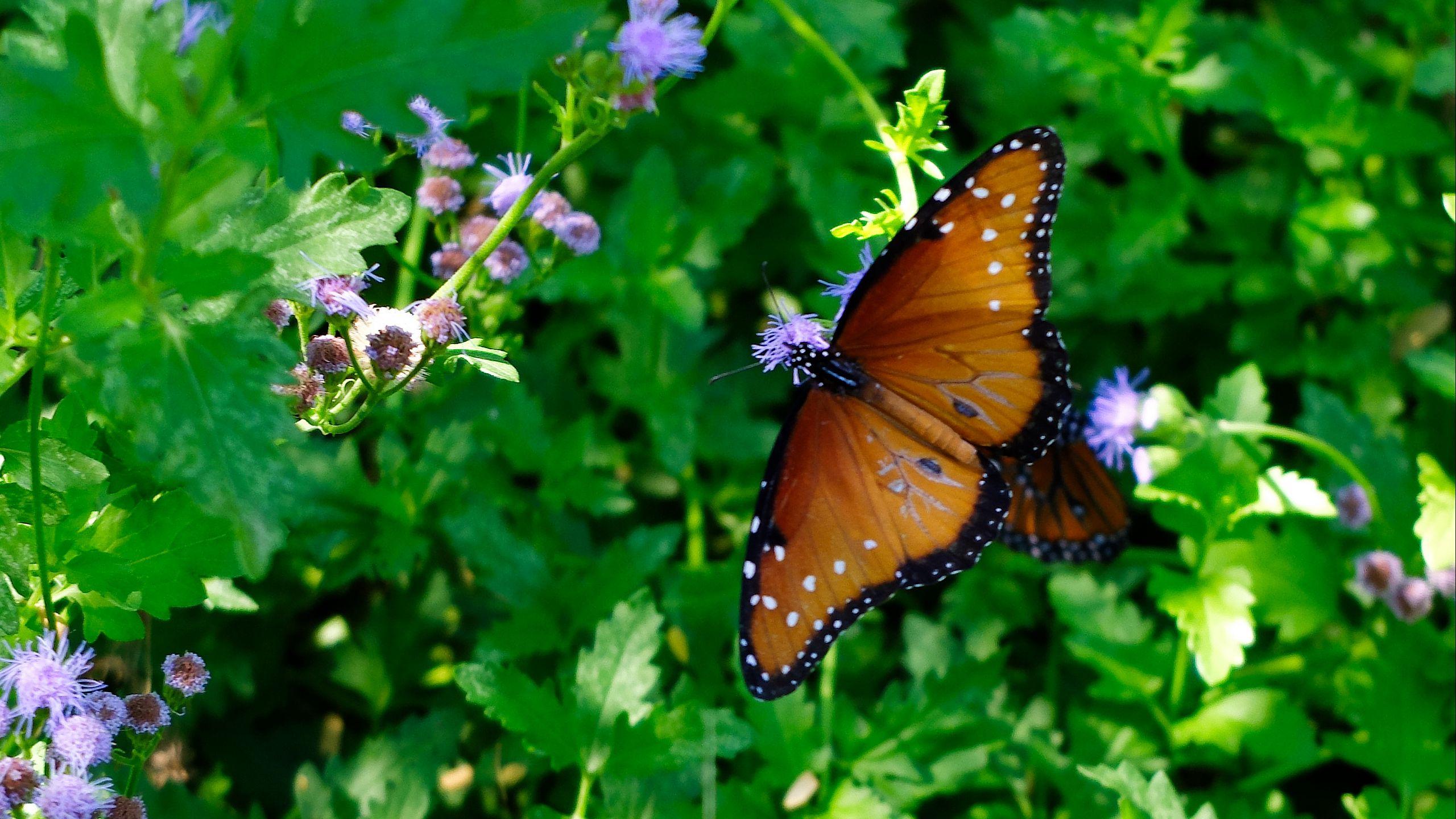 2560x1440 Download wallpaper 2560x1440 butterfly, pattern, wings, circles, grass widescreen 16:9 HD background