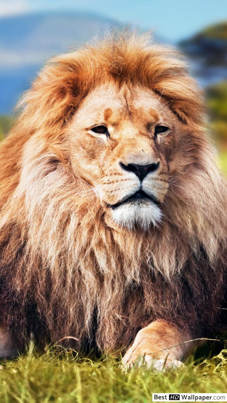 750x1334 Majestic lion resting in the Savannah HD wallpaper download
