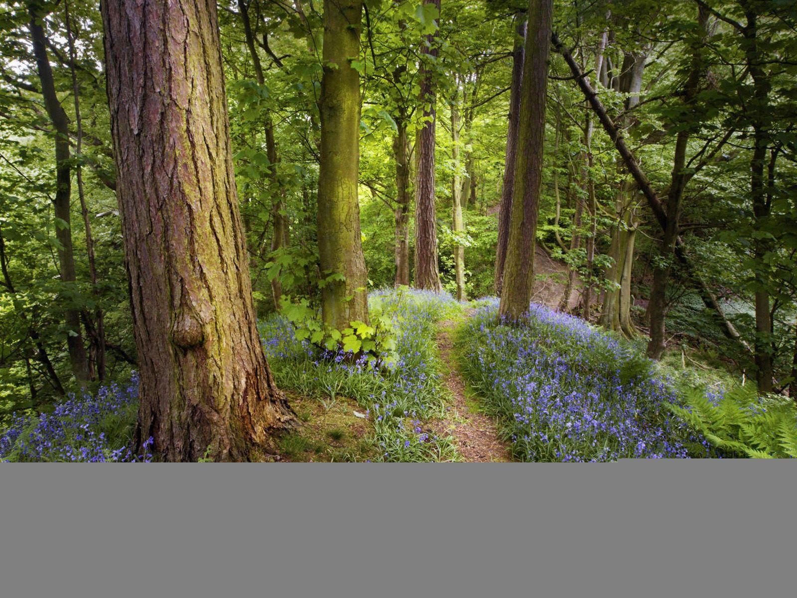 1600x1200 Fairy Nature Wallpaper