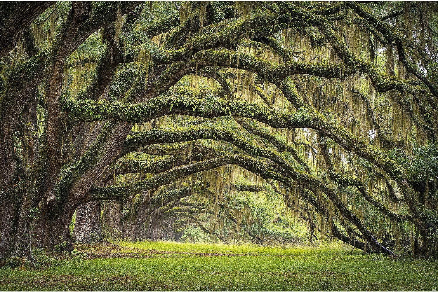 1500x1001 Large Photo Wallpaper