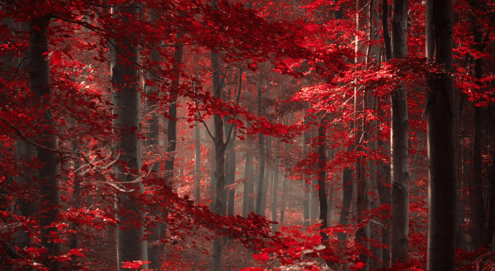 1600x877 Enchanted Forest Wallpaper Background Enchanted Forest HD Wallpaper