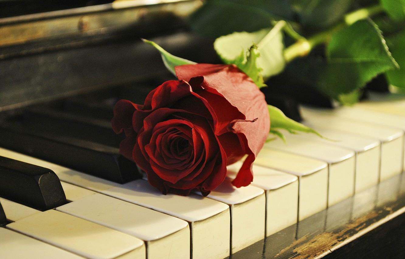 1332x850 Wallpaper flower, rose, piano, keys, piano image for desktop, section цветы