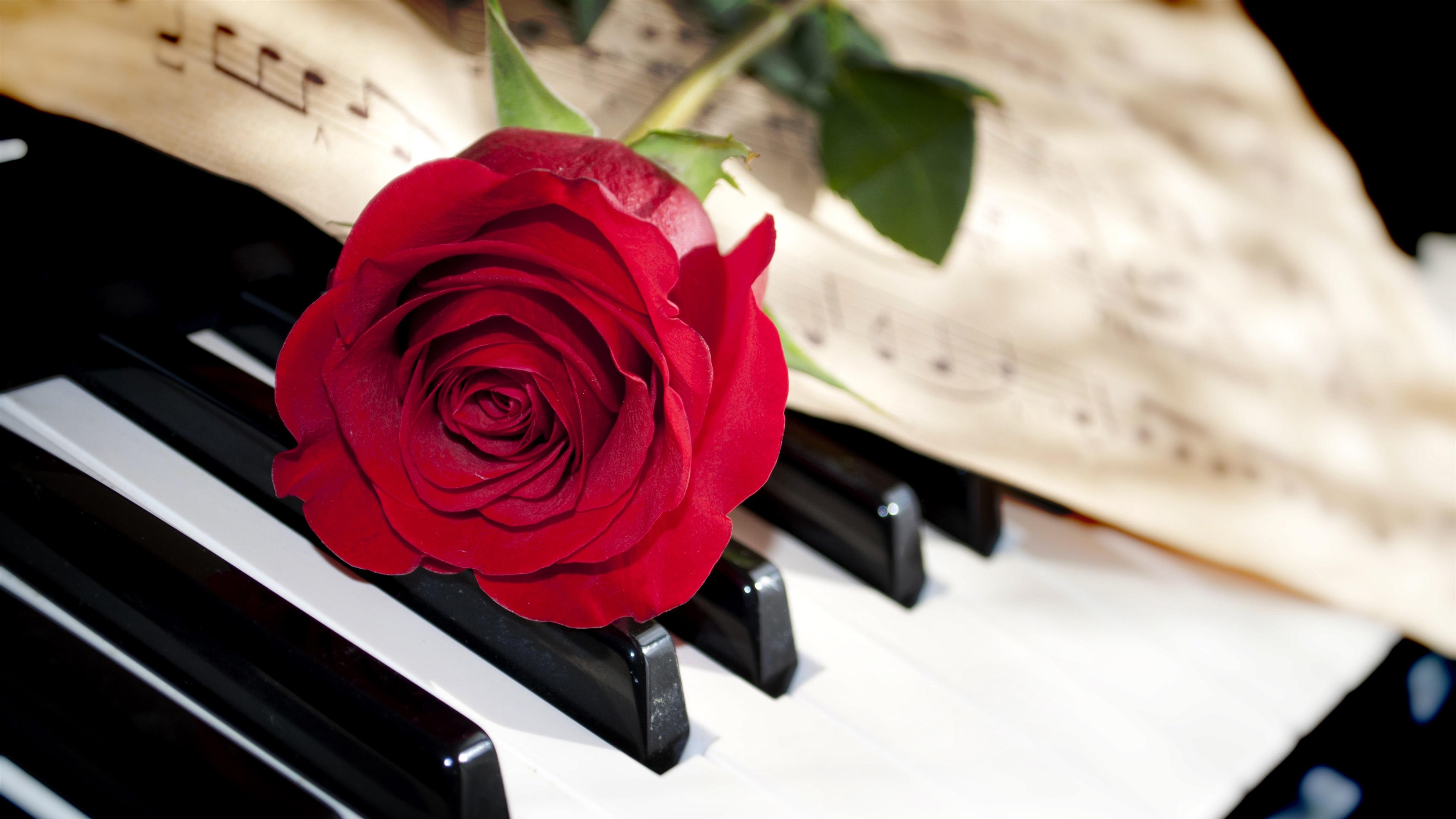 3840x2160 Wallpaper Red rose, piano 3840x2160 UHD 4K Picture, Image