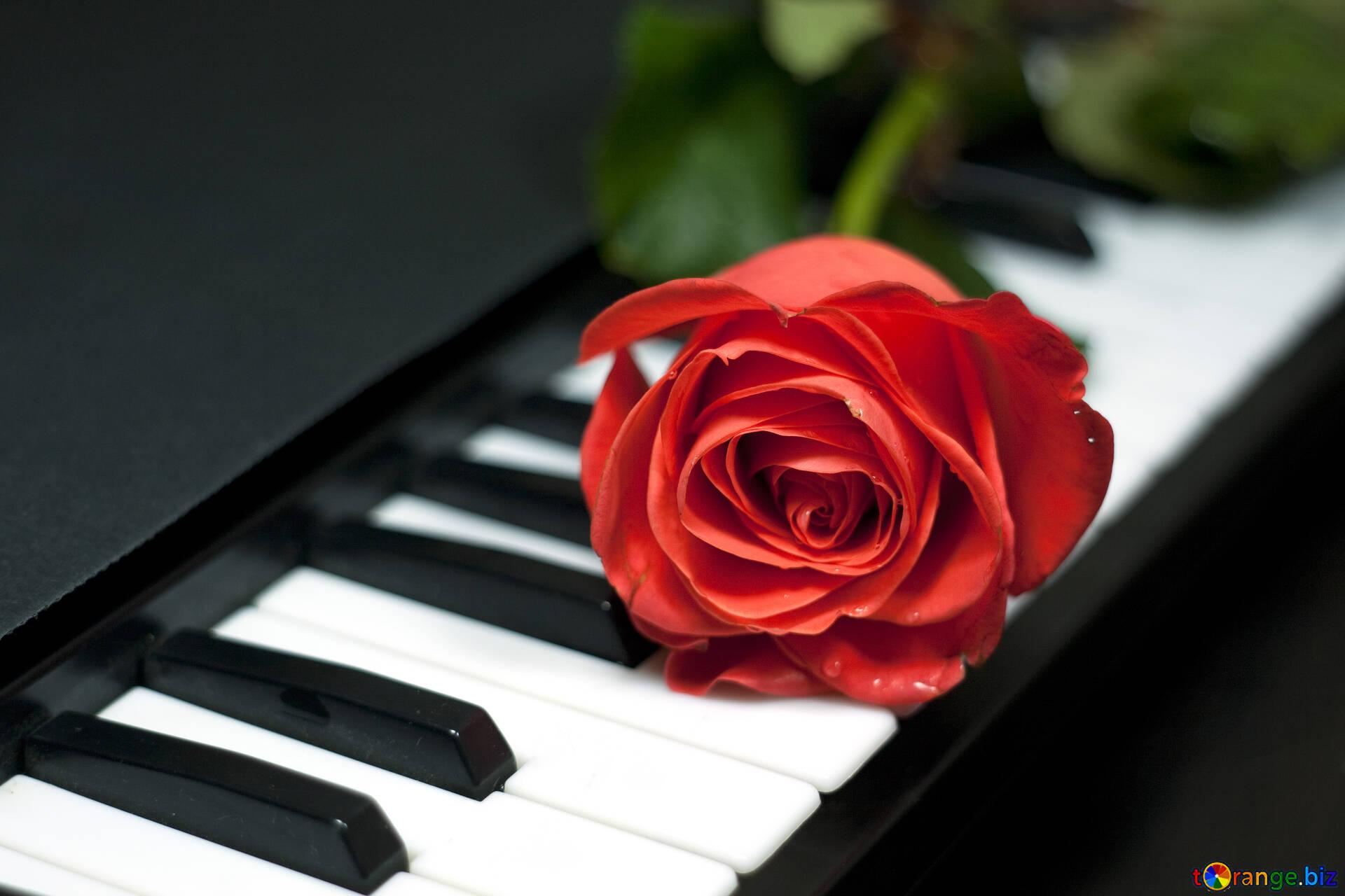1920x1280 Piano Rose On Keys Picture № 7198. Torange.biz Free Pics On Cc By License