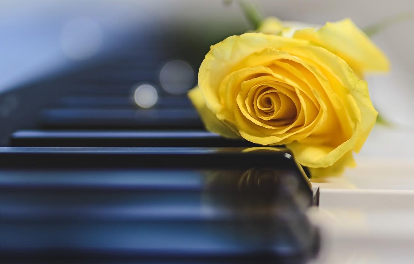1332x850 Wallpaper music, rose, piano image for desktop, section цветы
