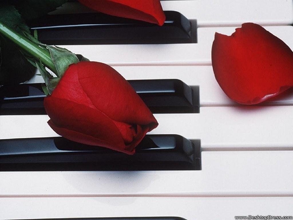 1024x768 Desktop Wallpaper Flowers Background Rose Bud on a Piano