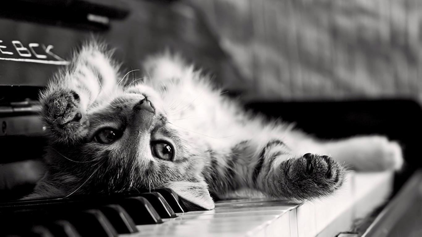 1366x768 Cute Cat On The Piano Wallpaper Full HD