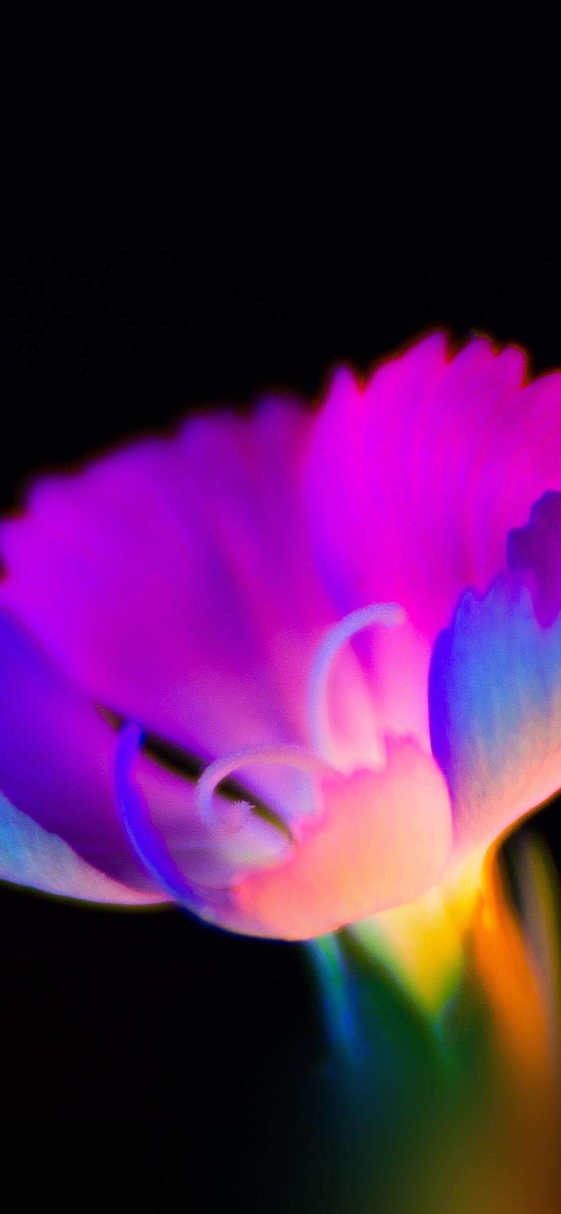 1125x2436 iPhone X wallpaper. flower dark neon color art